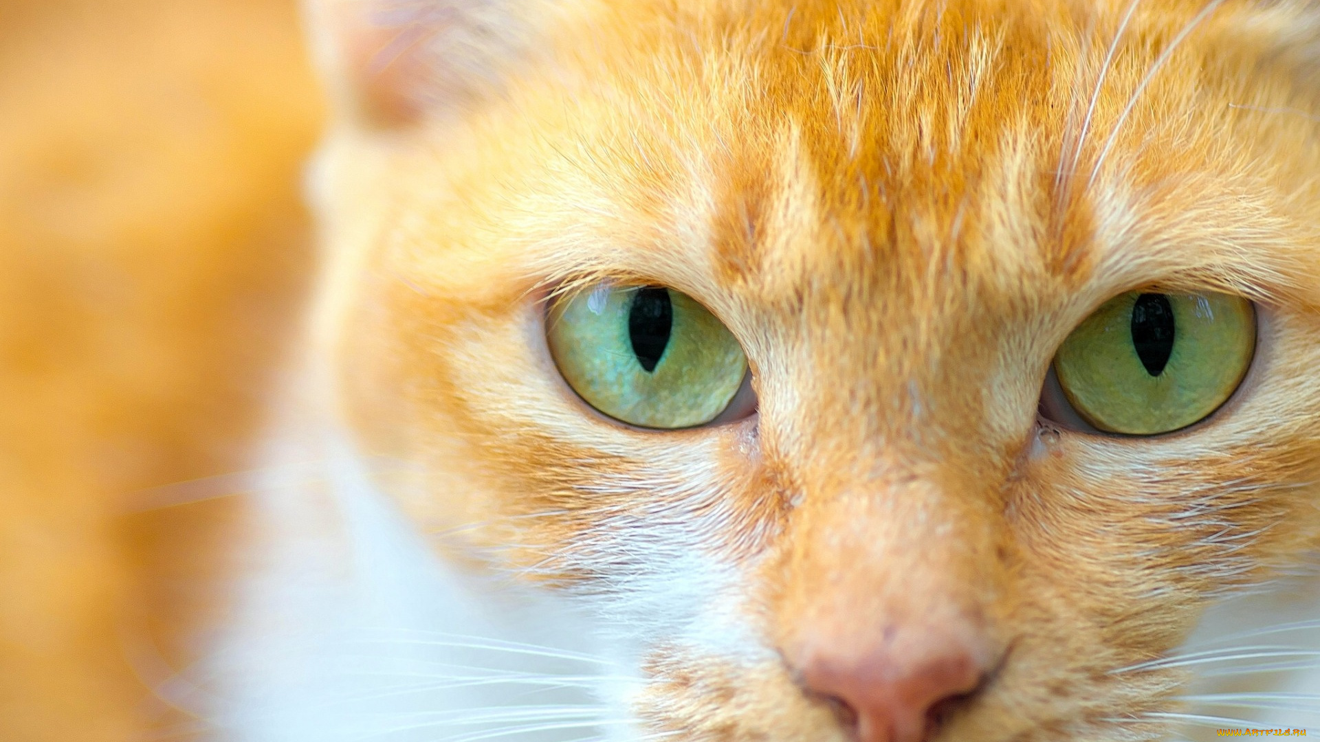 животные, коты, морда, профиль