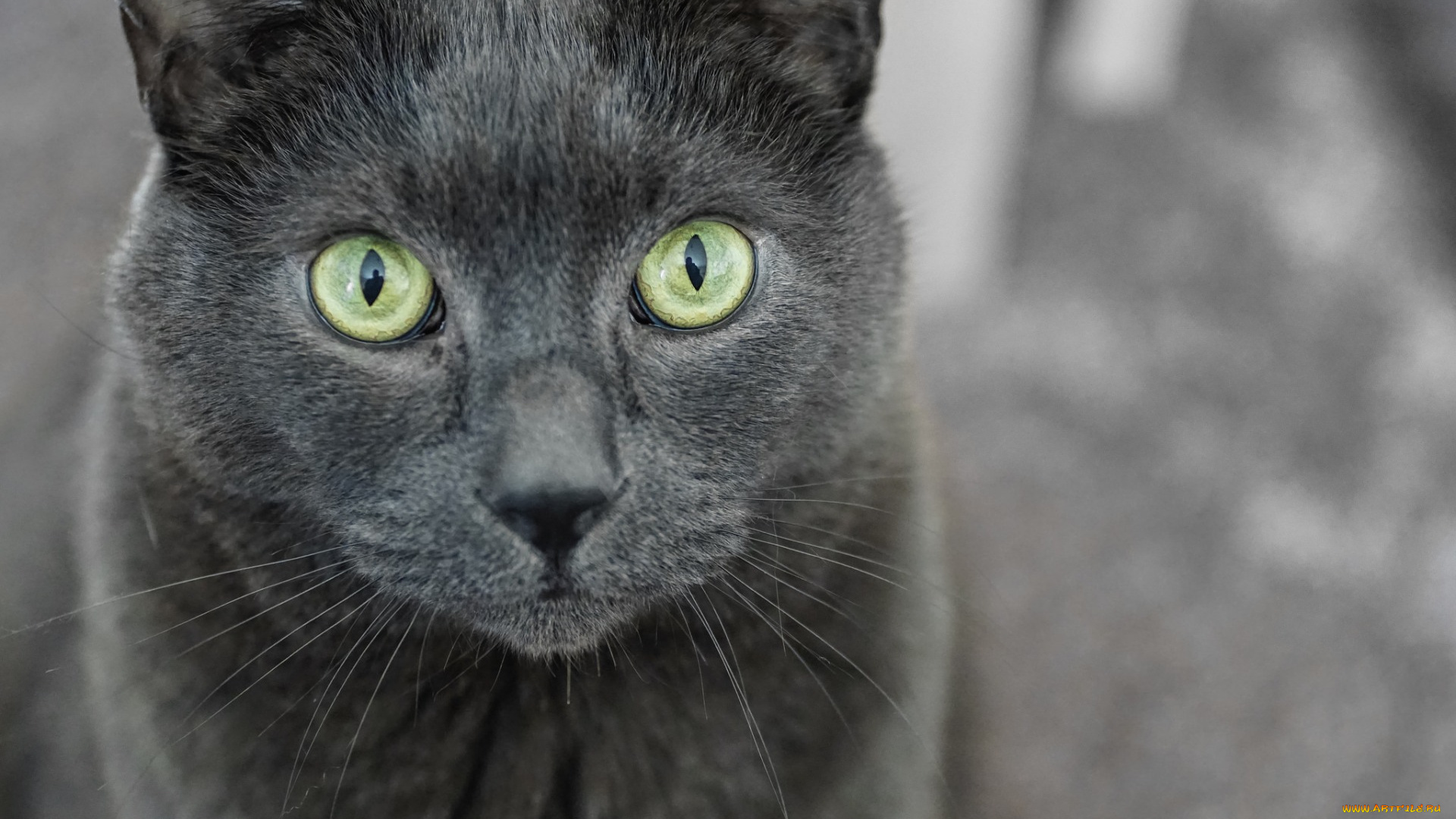 животные, коты, морда, профиль, серый, цвет