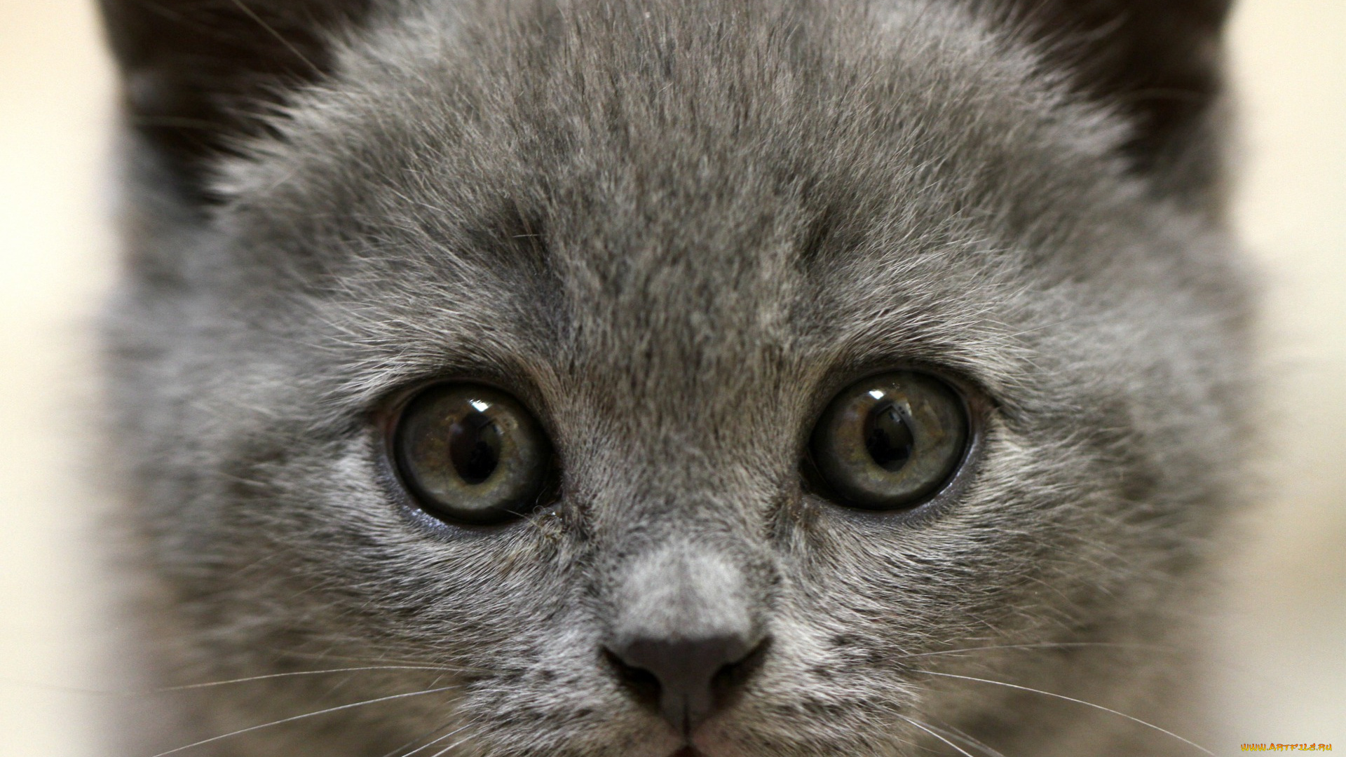 животные, коты, морда, взгляд, котенок