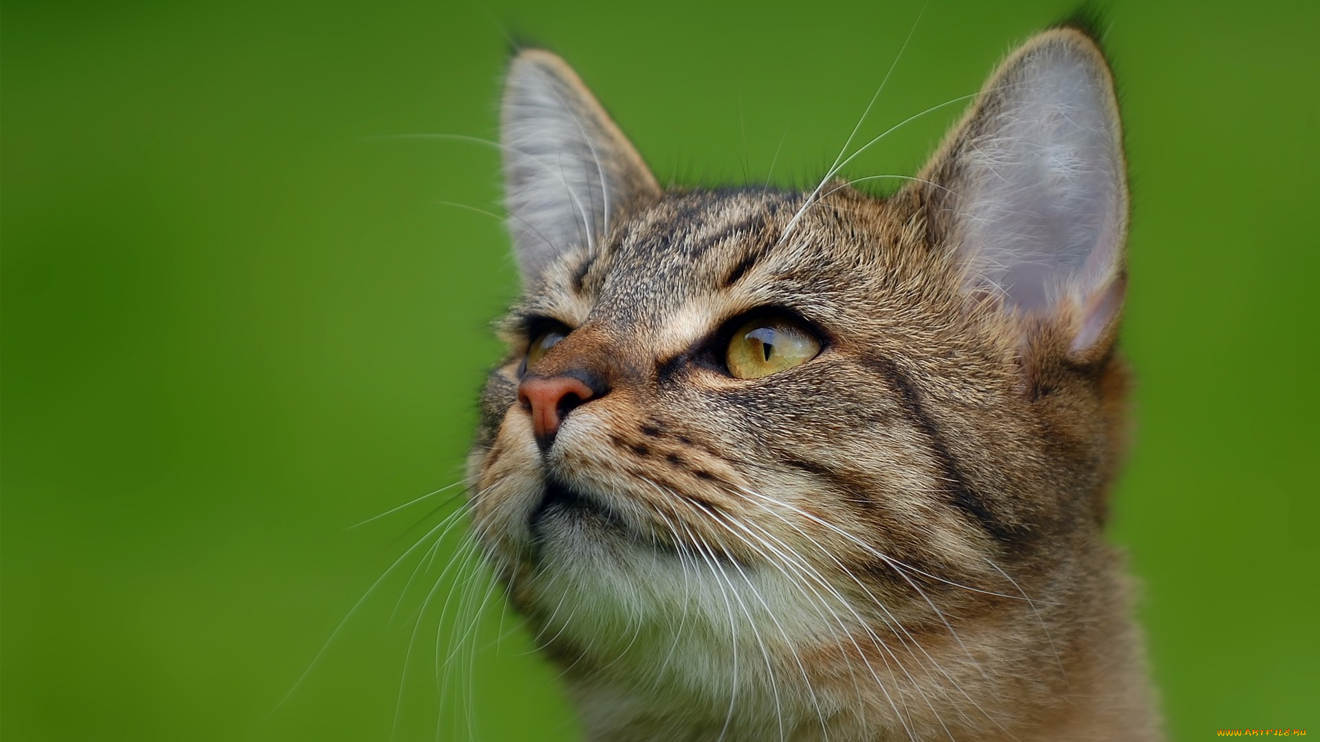 животные, коты, морда, зеленый, фон