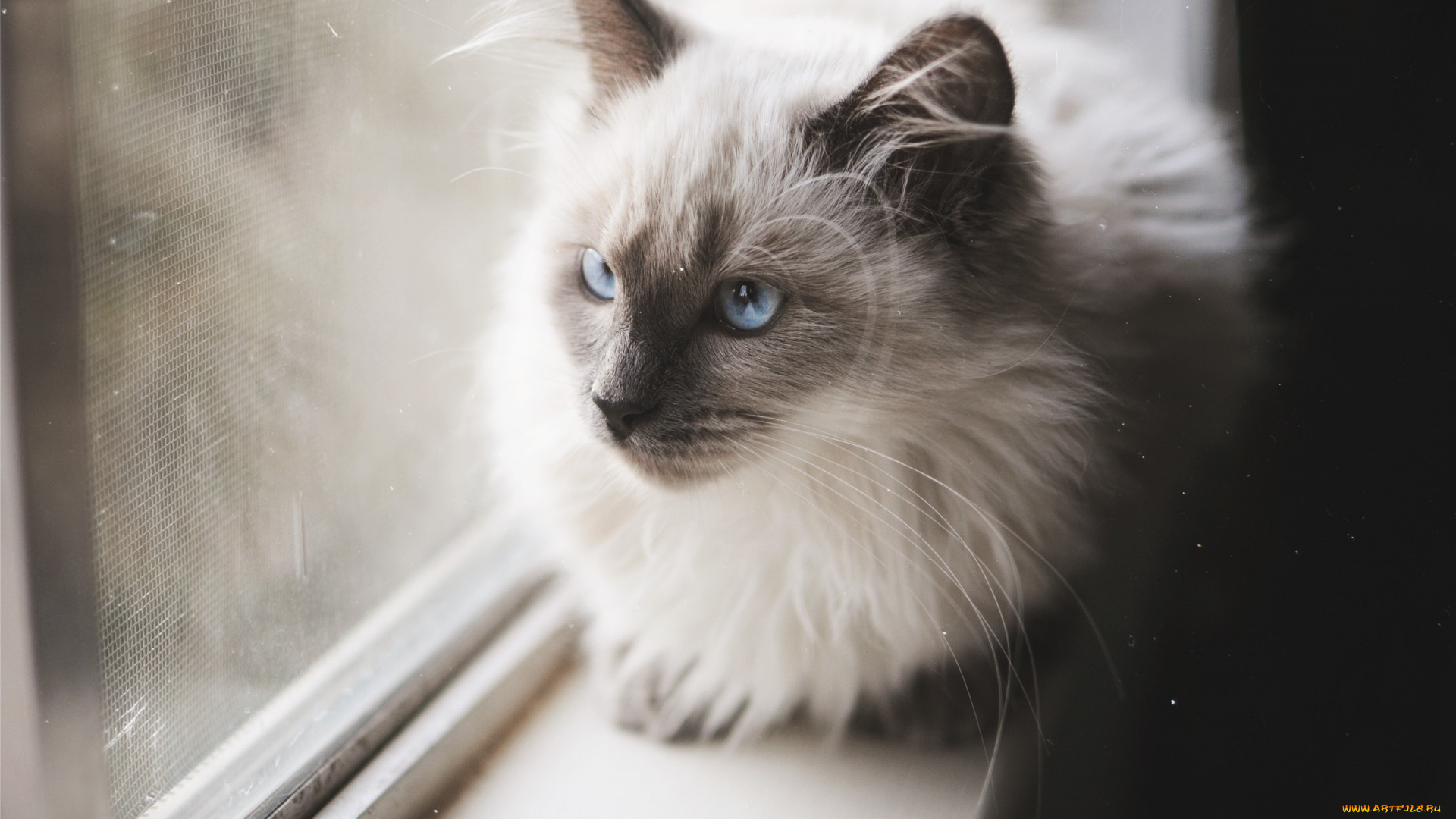 животные, коты, окно, морда