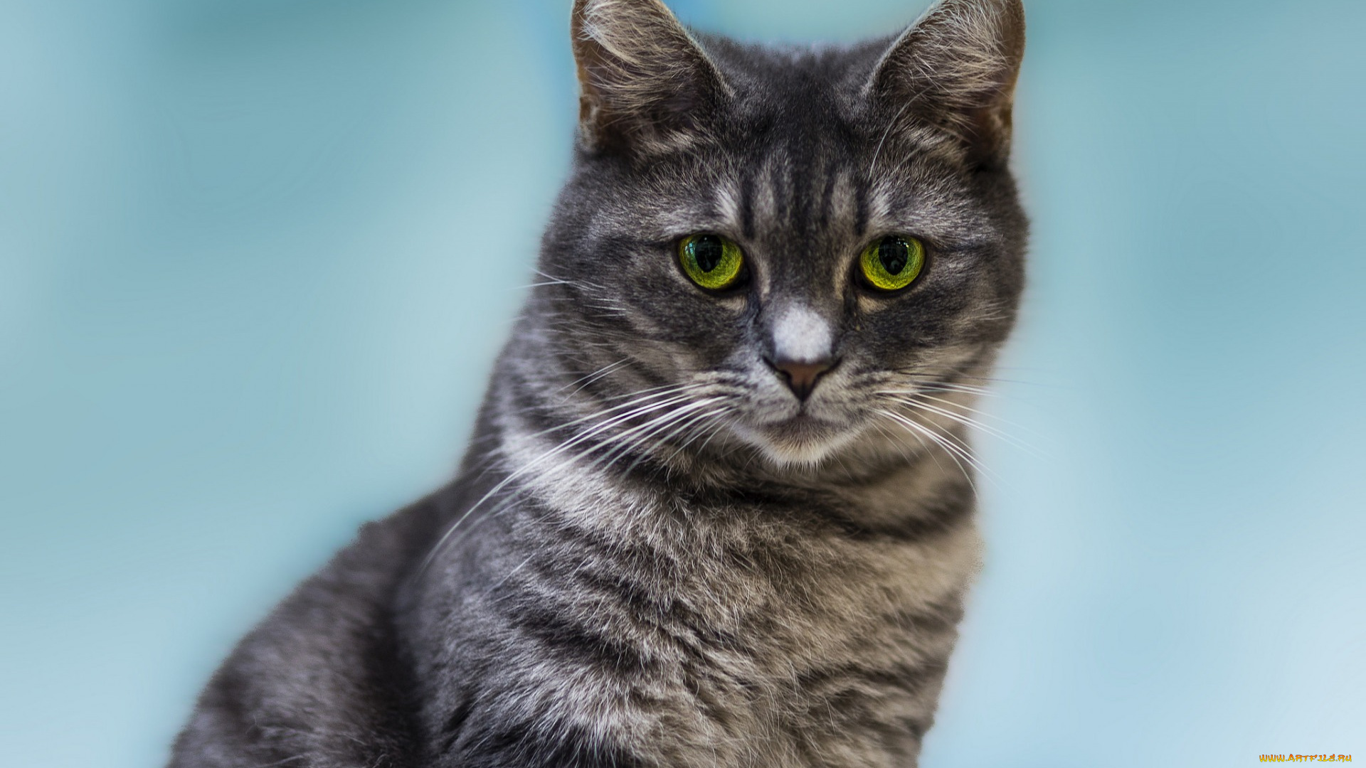 животные, коты, профиль, голубой, фон