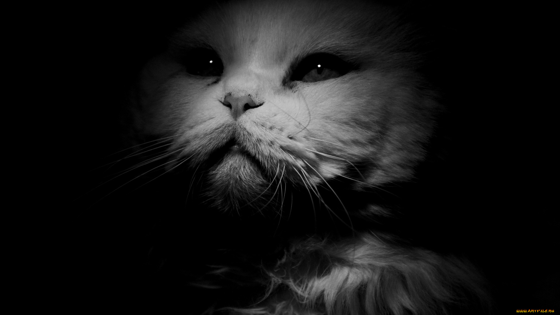 животные, коты, профиль, морда, черно-белое, фото