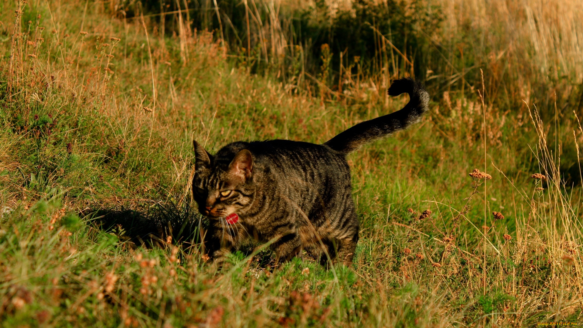 животные, коты, растения, трава