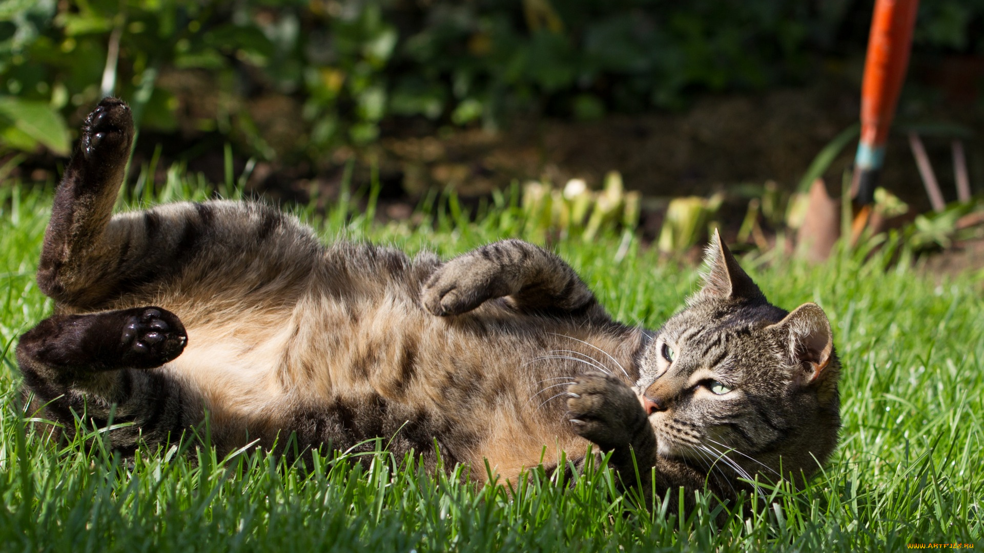 животные, коты, растения, трава, поднятые, лапы