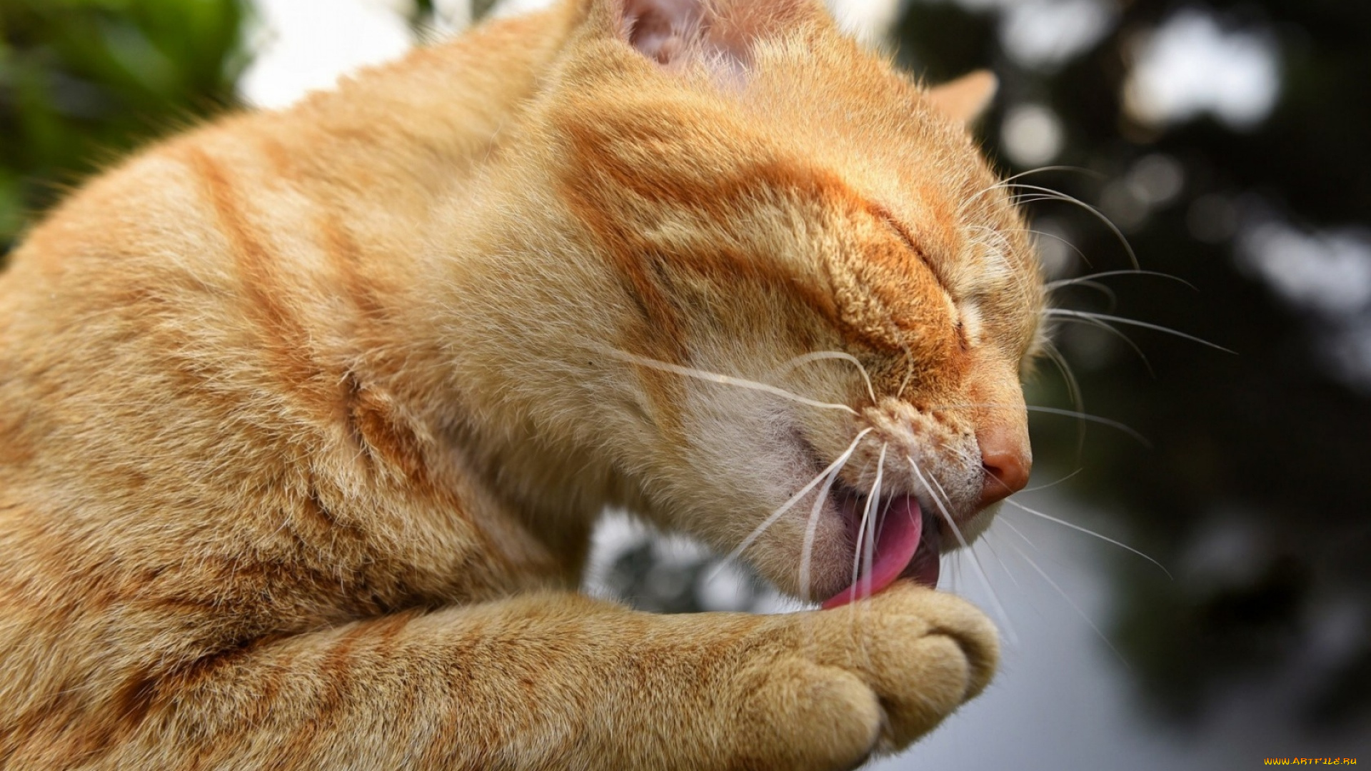 животные, коты, рыжий, цвет