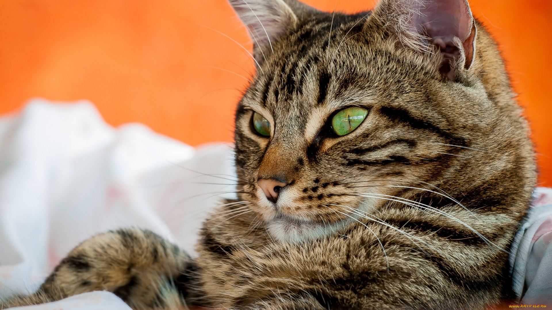 животные, коты, ткань, морда