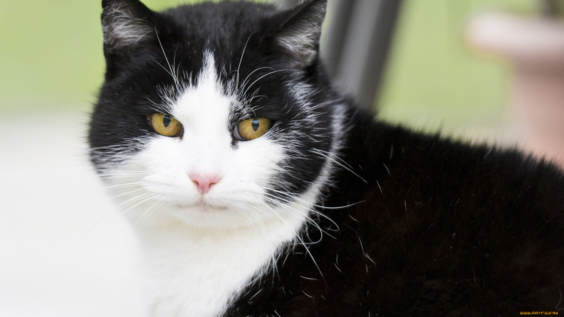 животные, коты, взгляд, морда