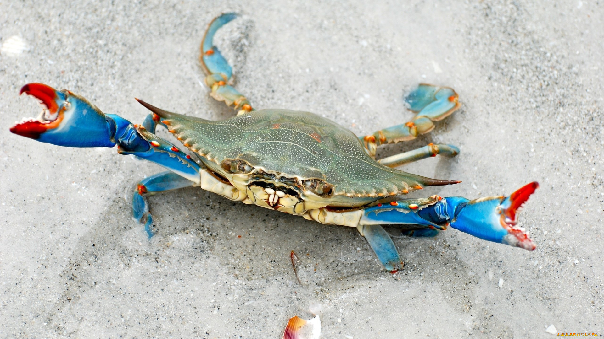 животные, крабы, , раки, агрессии, песок, краб, клещей, ракушка