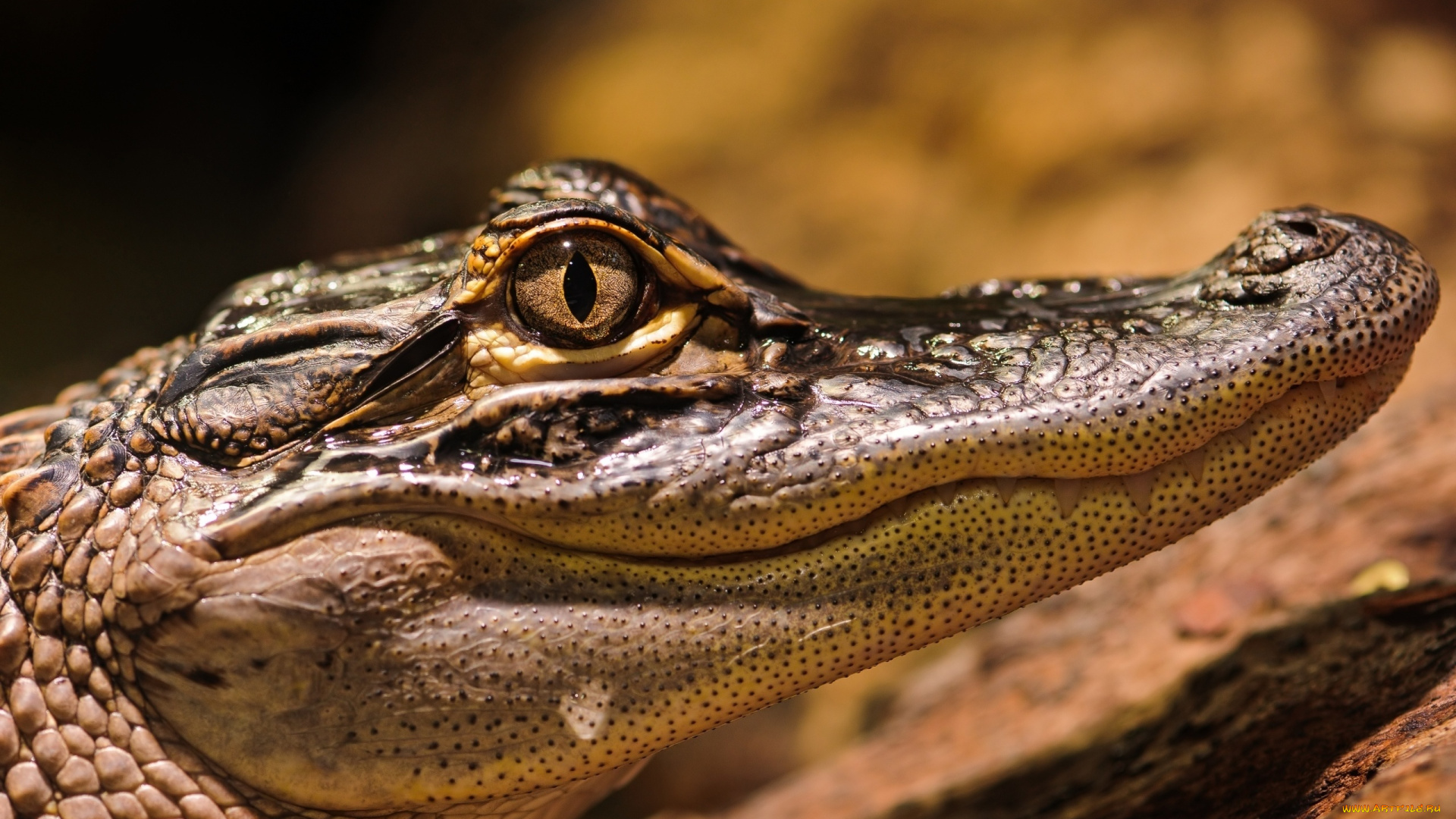 животные, крокодилы, голова, глаза, крокодил, зубы, рот