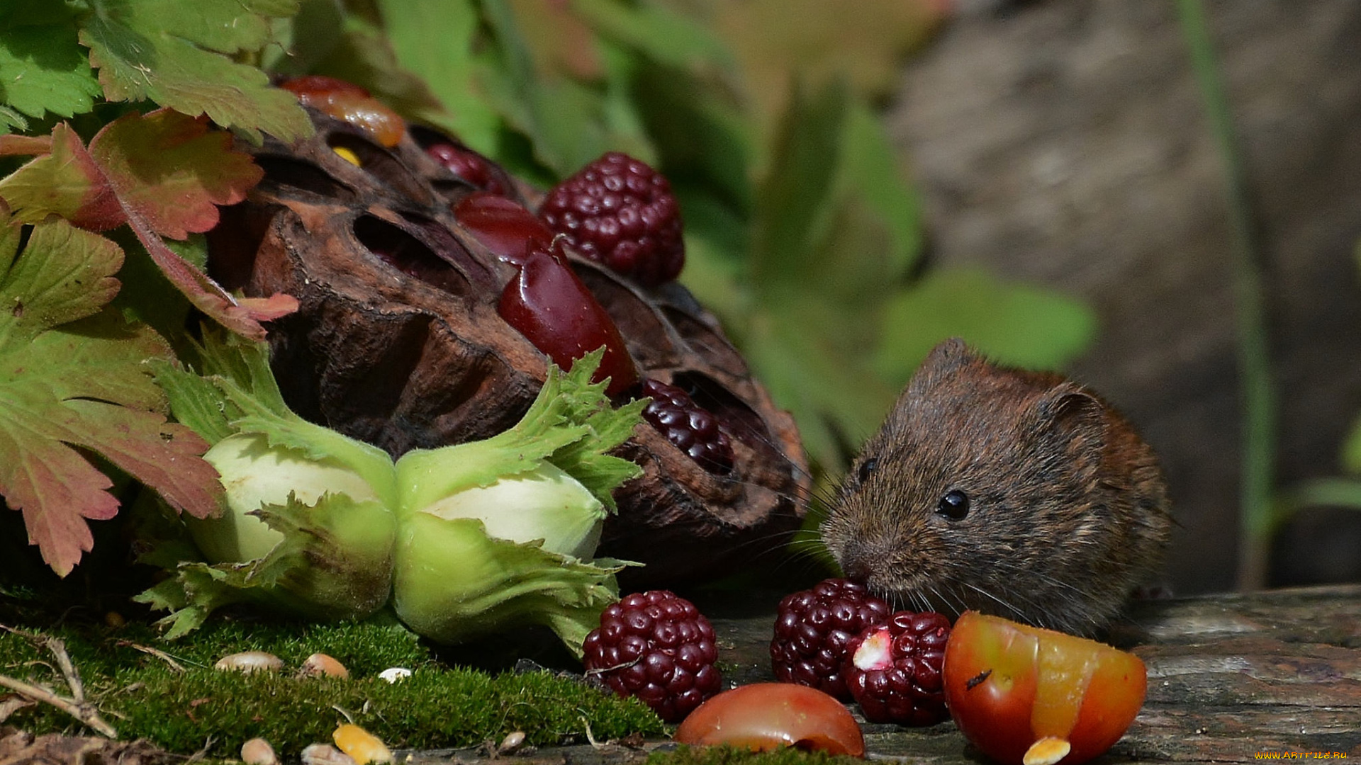 животные, крысы, , мыши, мышка