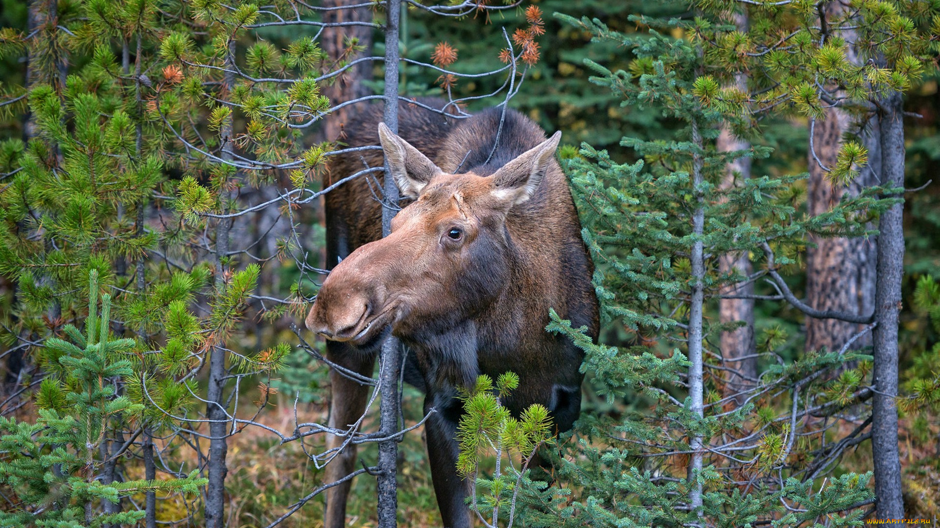 животные, лоси, сохатый