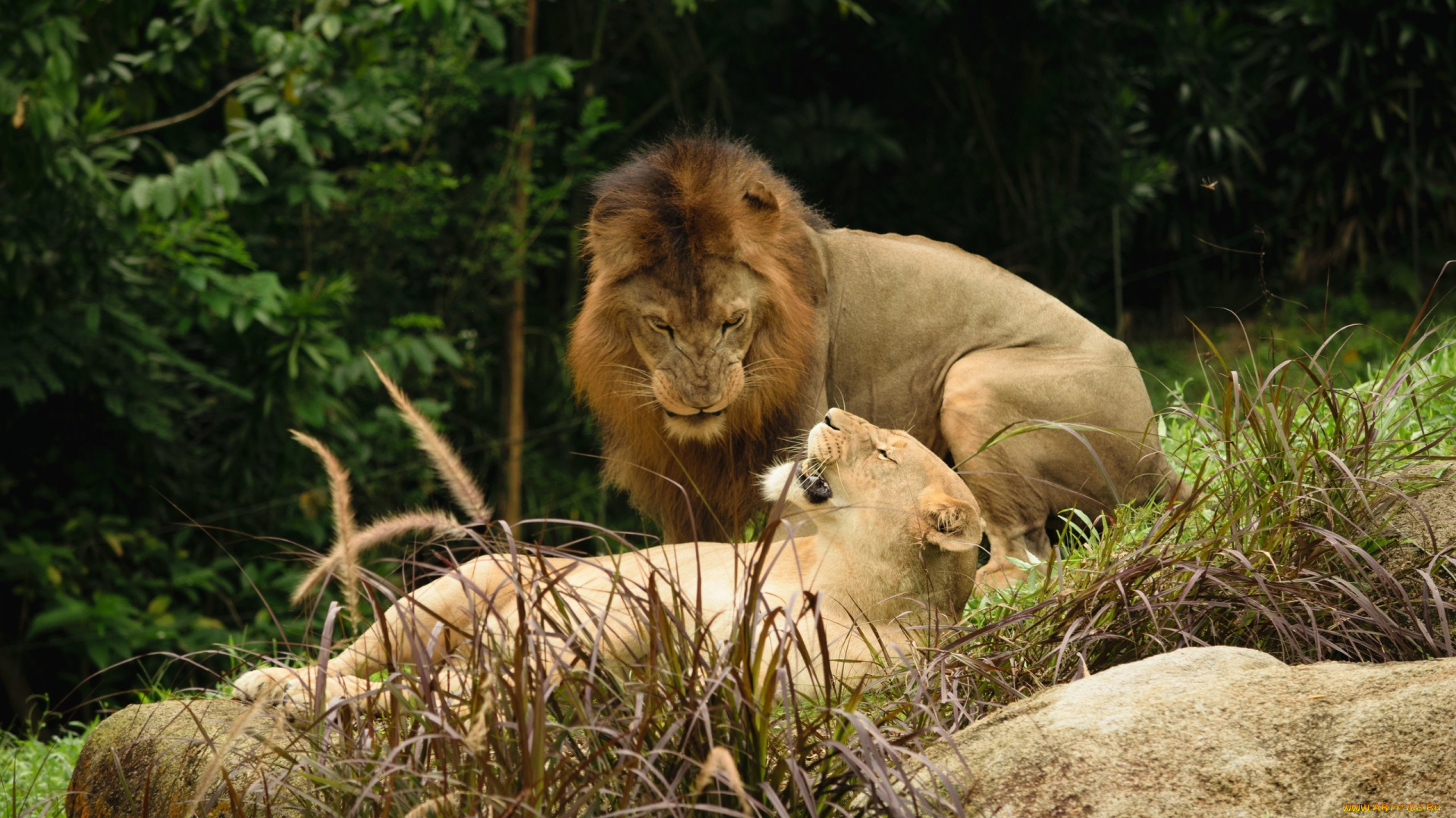 животные, львы, пара, камень, листва, львица, лев