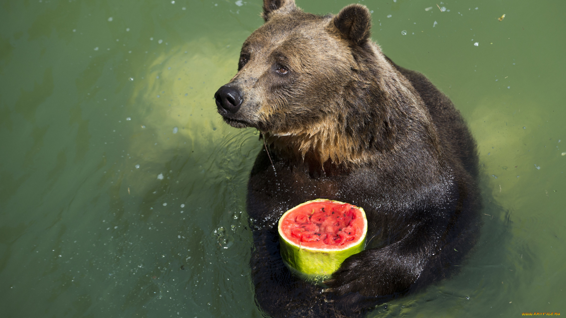 животные, медведи, капли, лапы, арбуз, медведь, вода