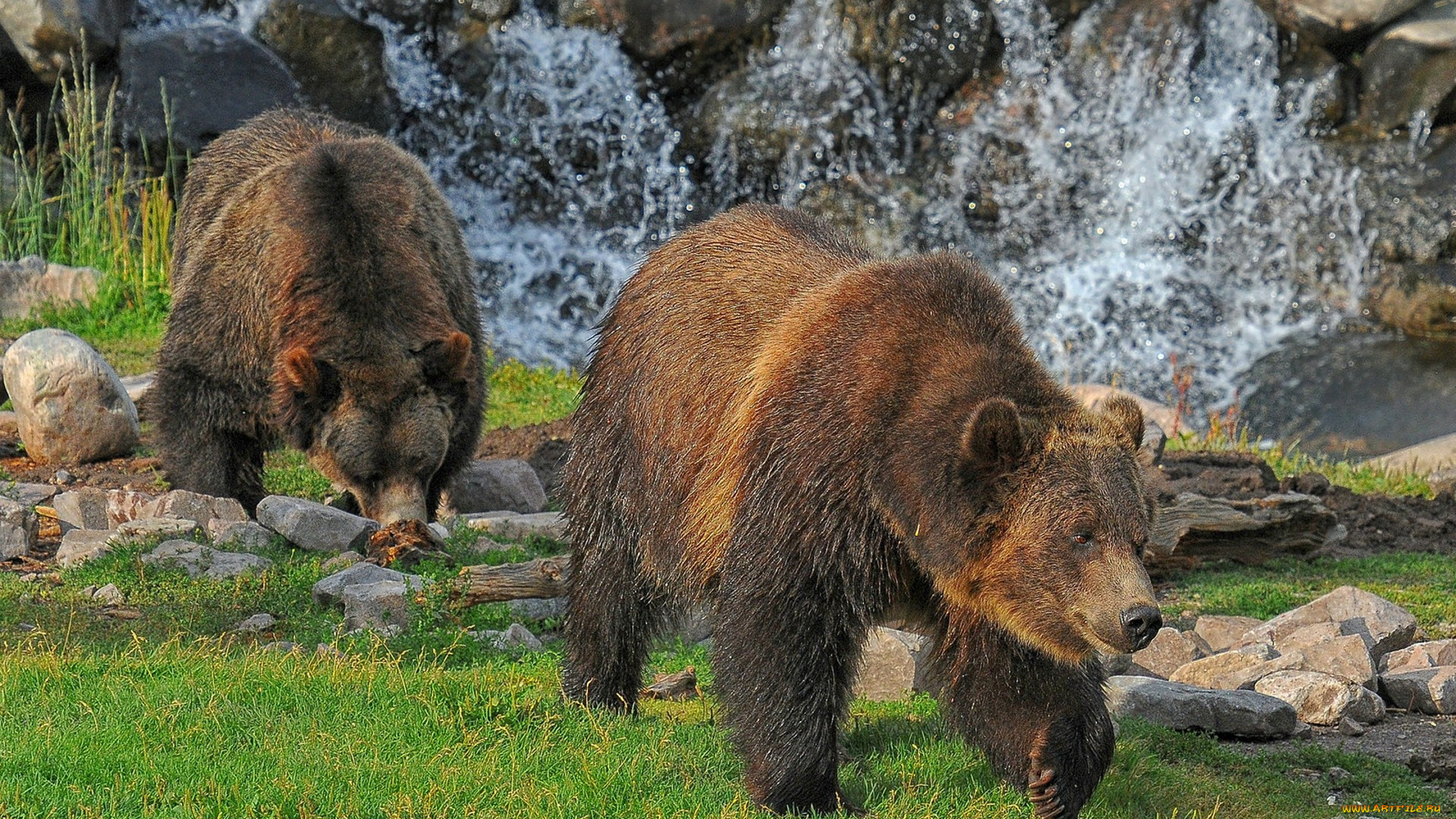 животные, медведи, косолапый