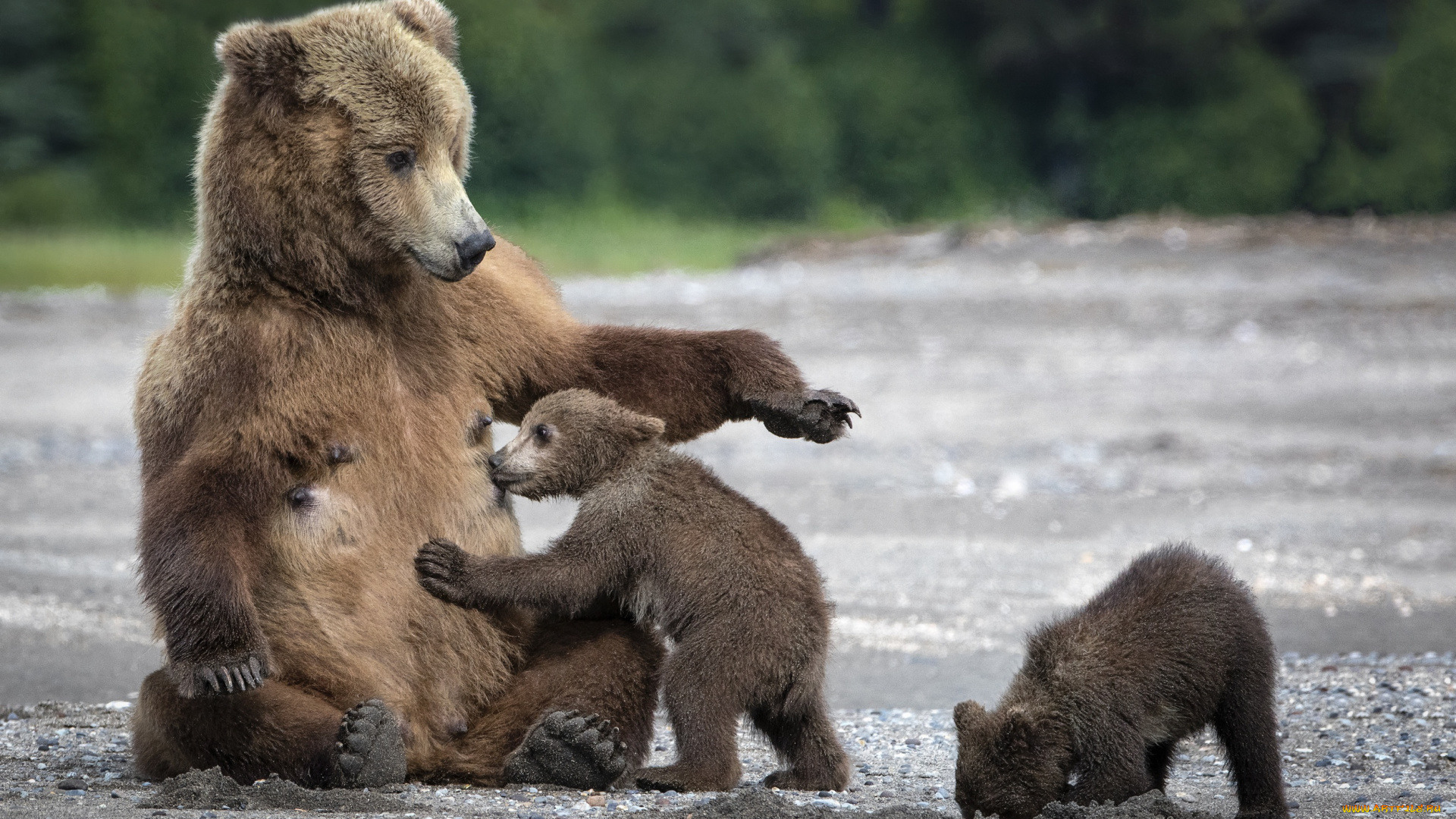 животные, медведи, мишка, мама