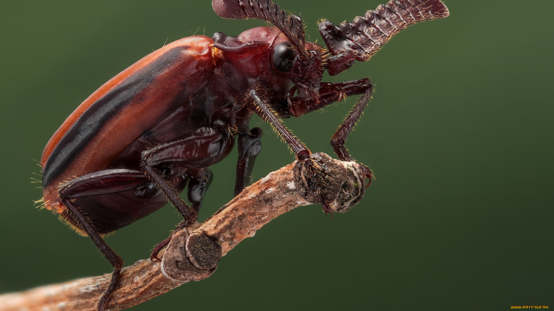 животные, насекомые, жук, пуссена, насекомое, макро