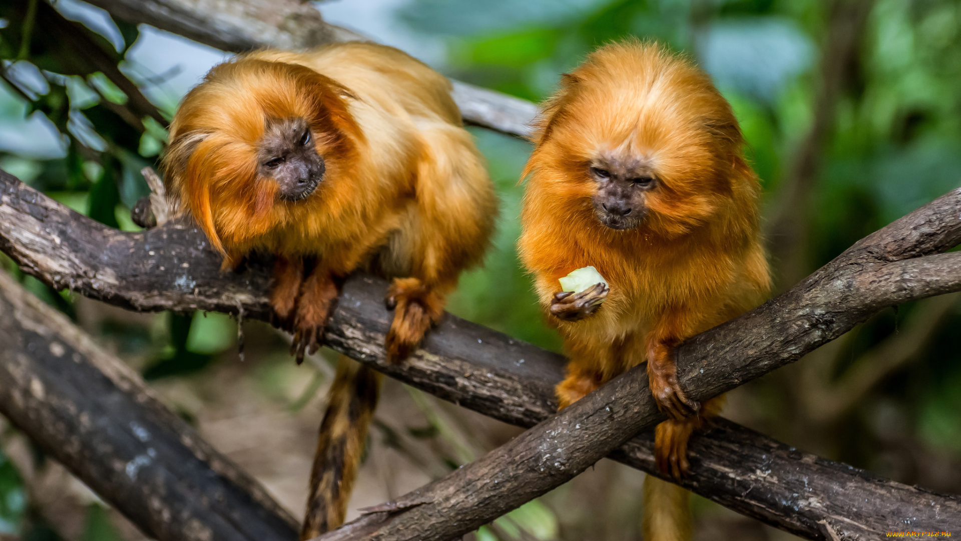 животные, обезьяны, игрунки