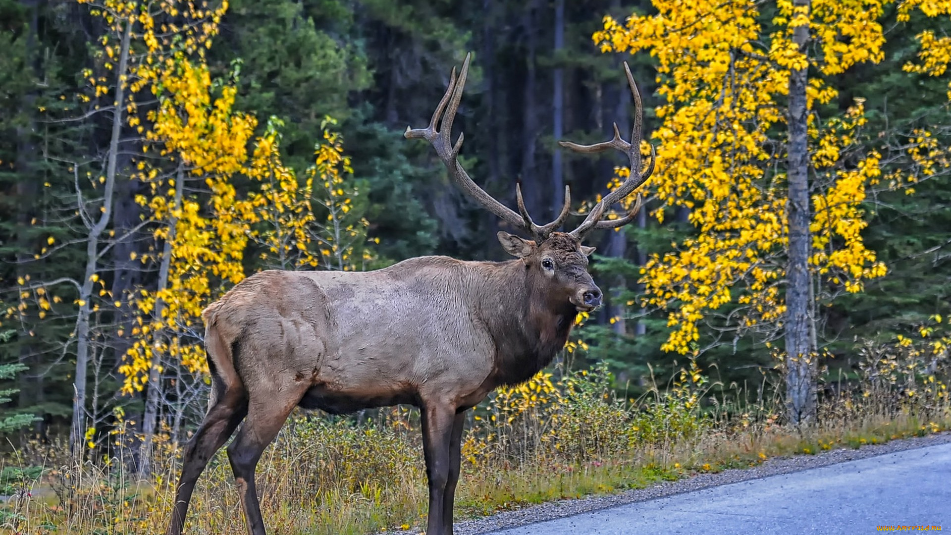 животные, олени, олень