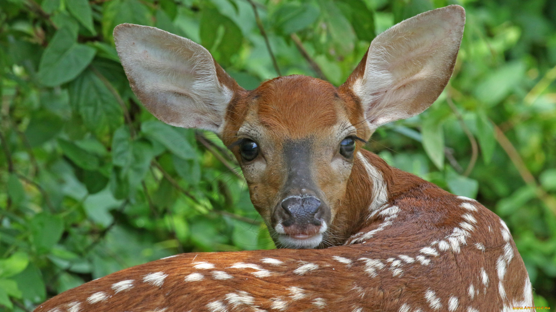 животные, олени, олень