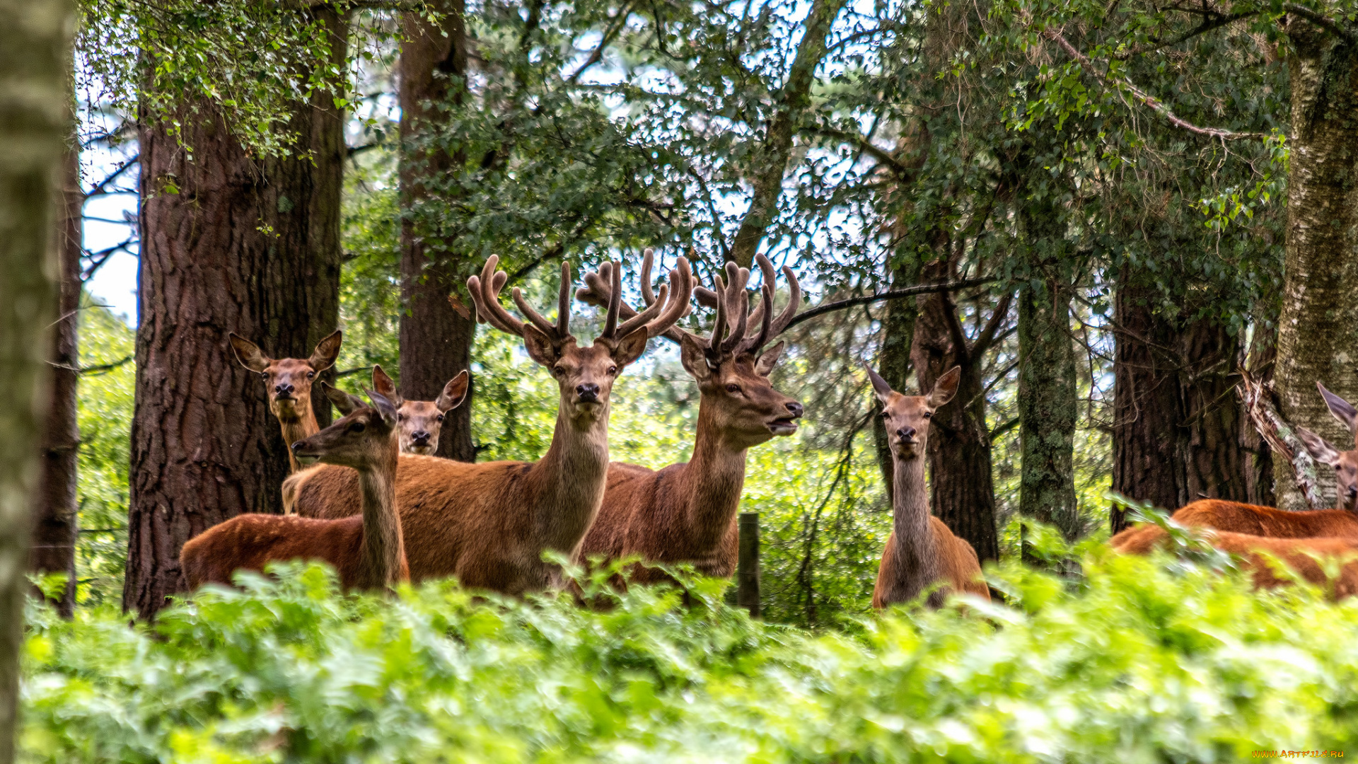 животные, олени, рога