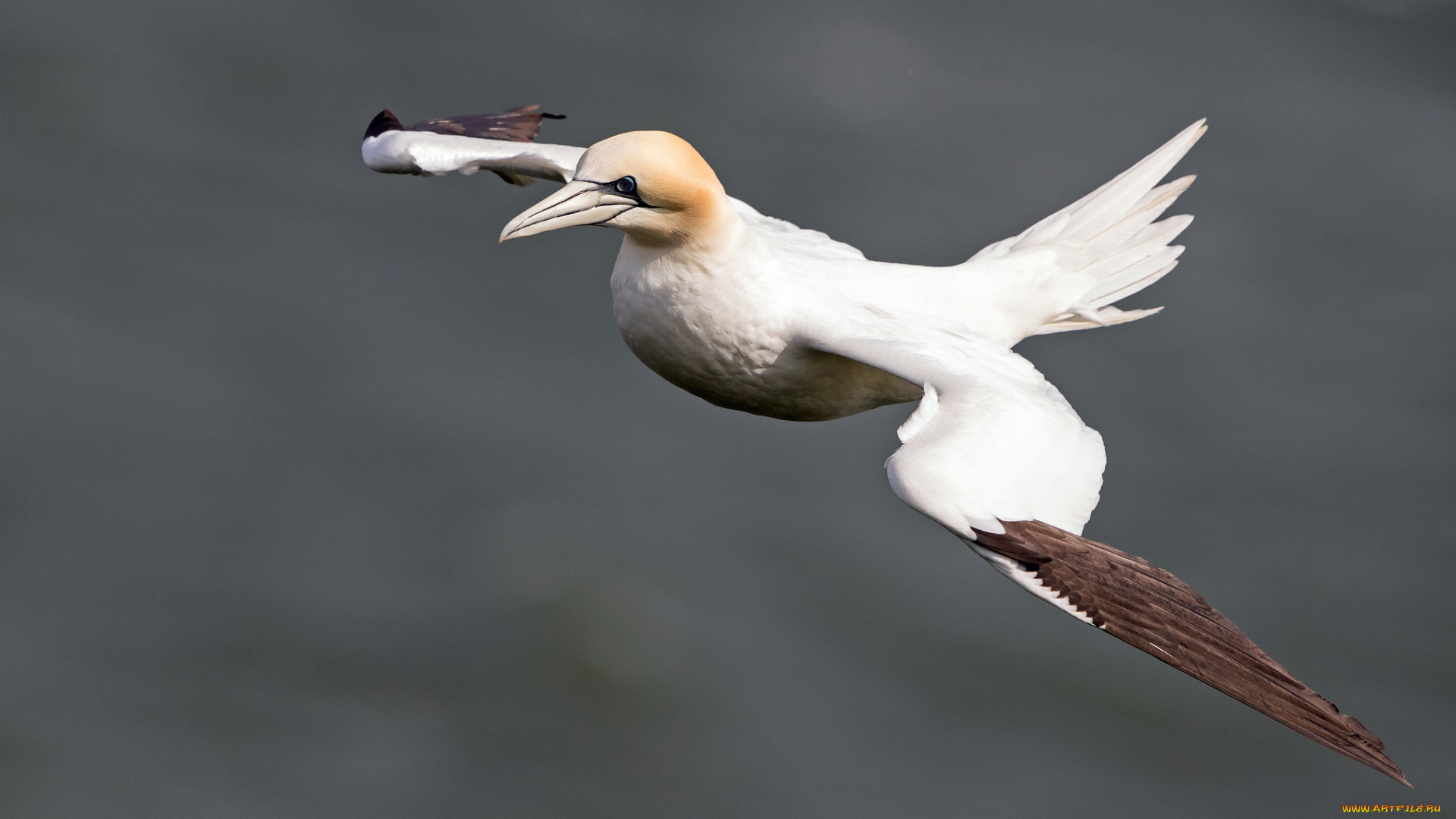 животные, олуши, птичка