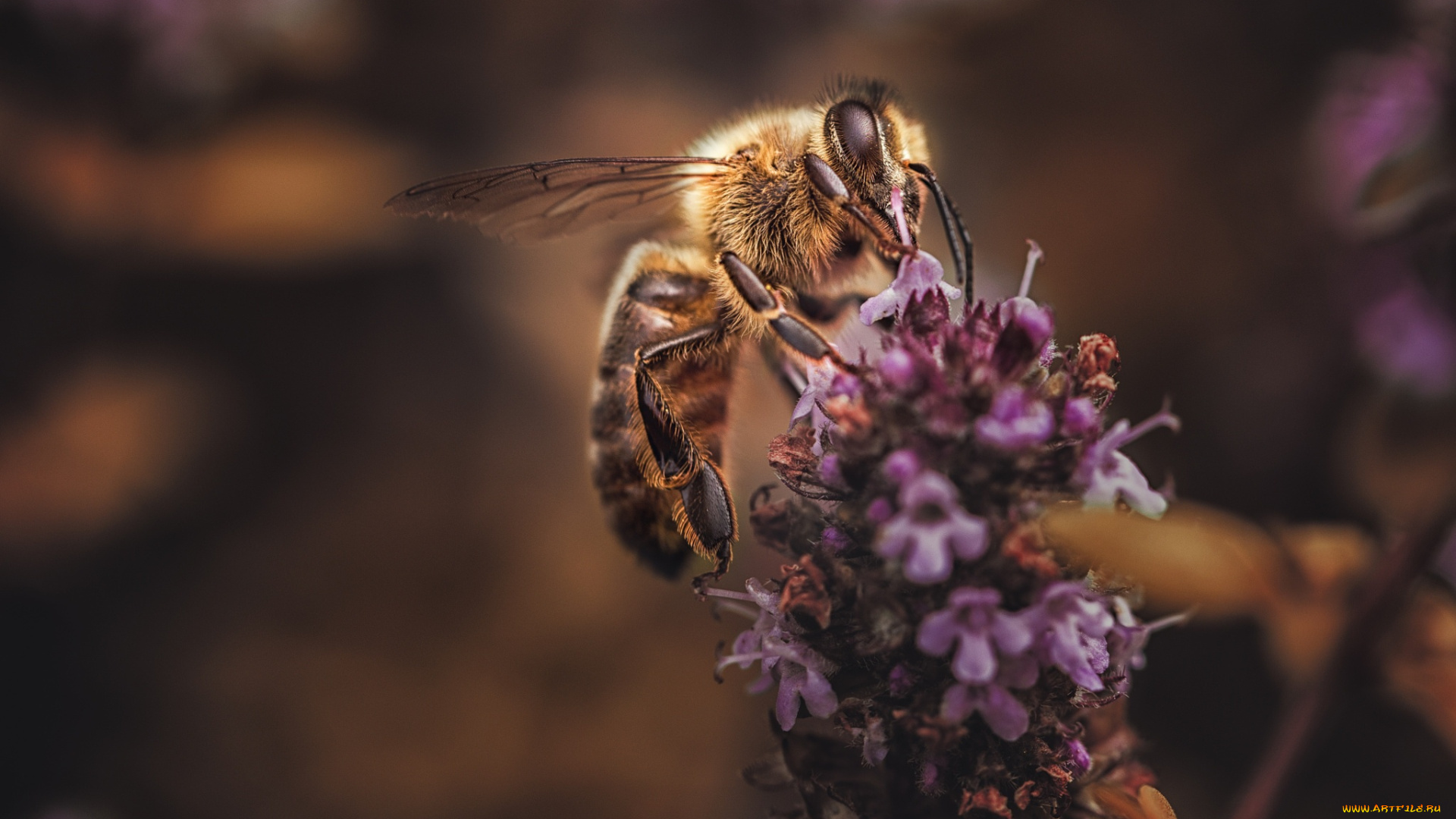 животные, пчелы, , осы, , шмели, насекомое, макро, пчелка, цветы, лаванда, фон