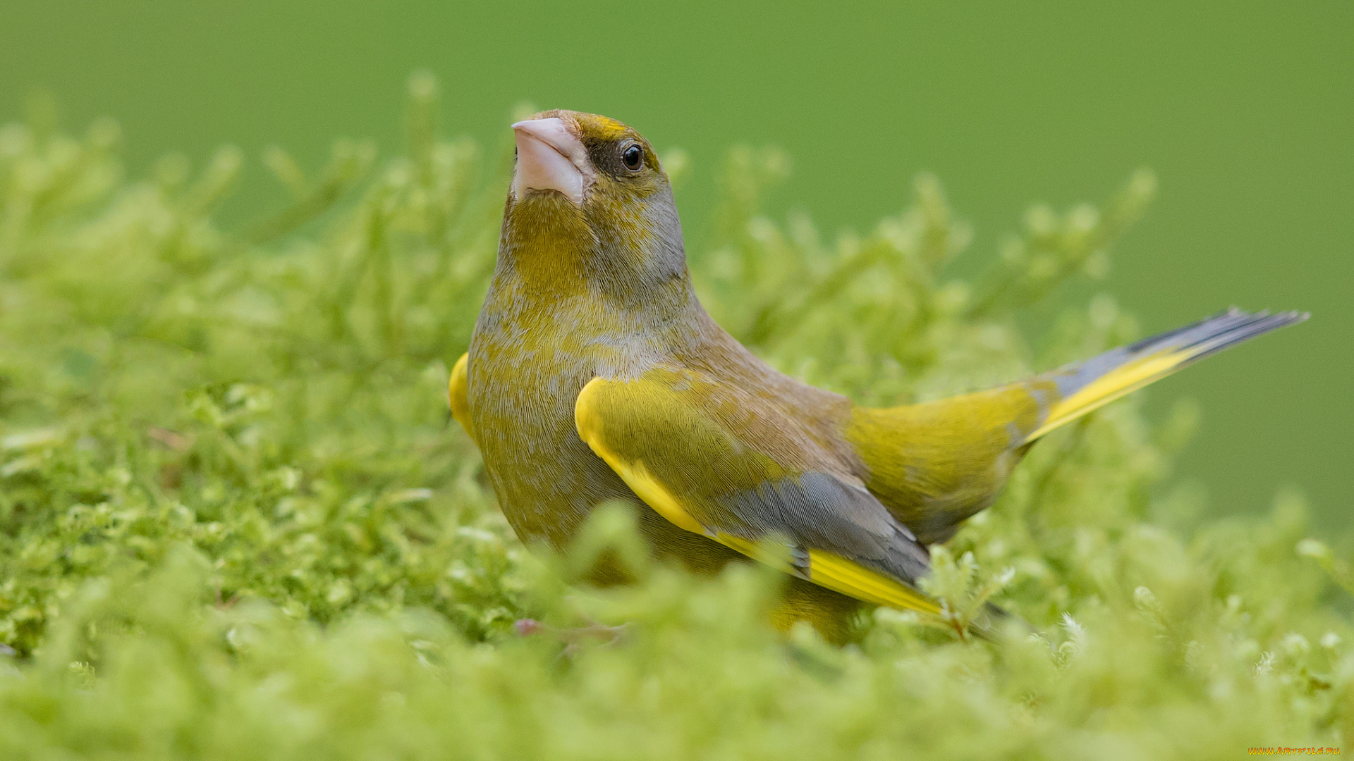 животные, птицы, птичка