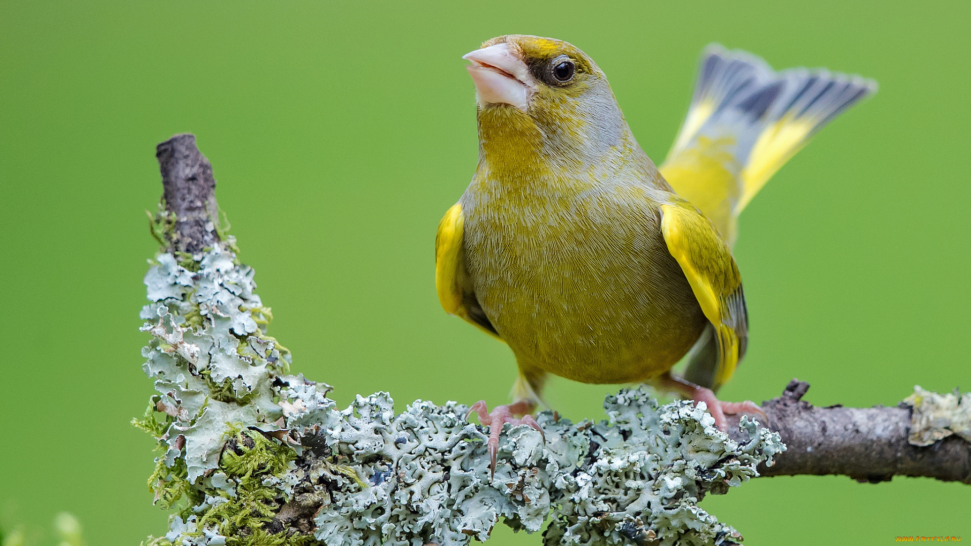 животные, птицы, птичка