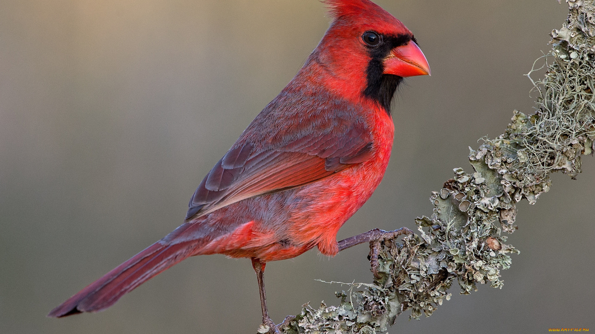 животные, птицы, птичка