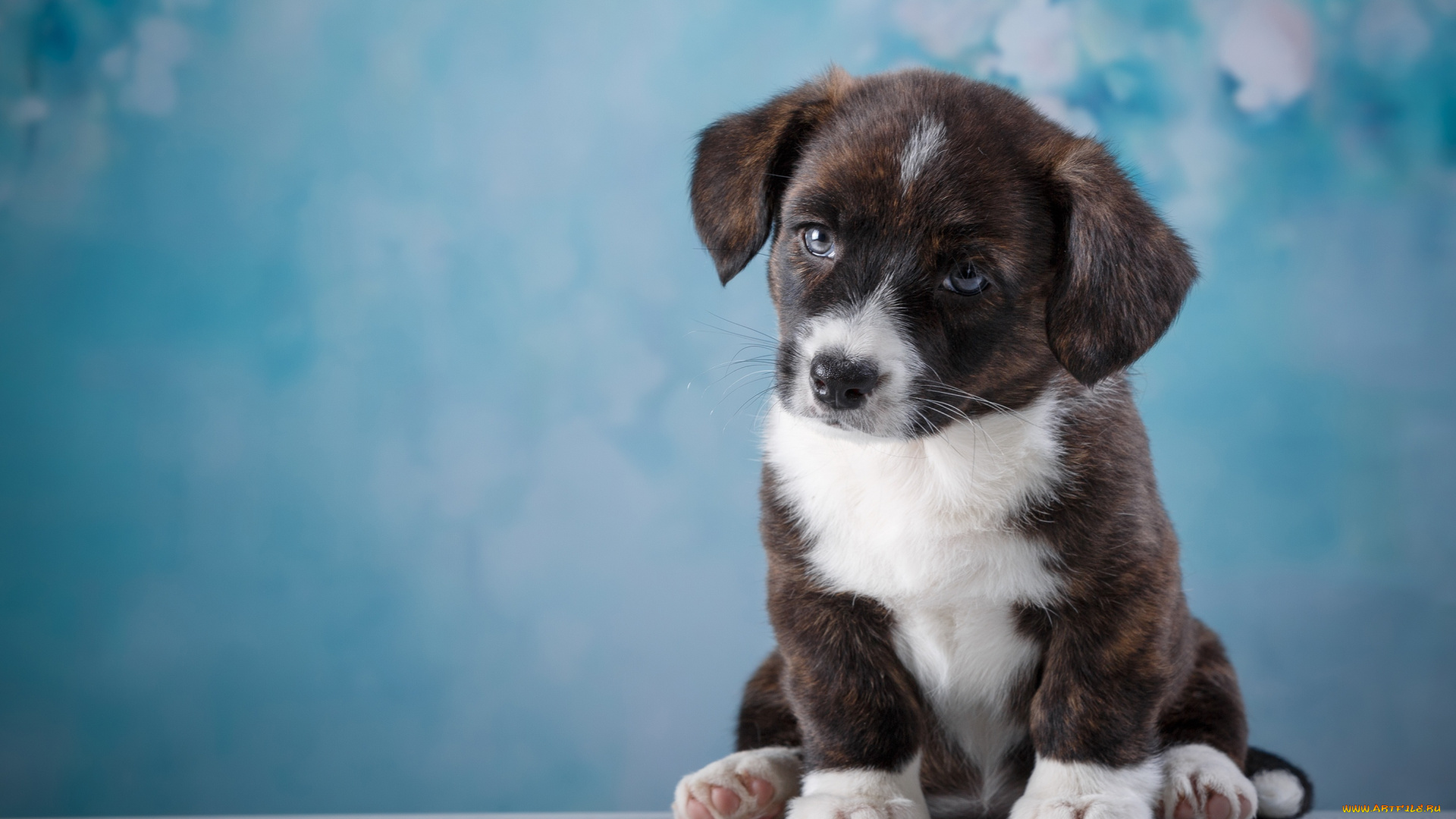 животные, собаки, щенок, взгляд, собака, глаза, морда