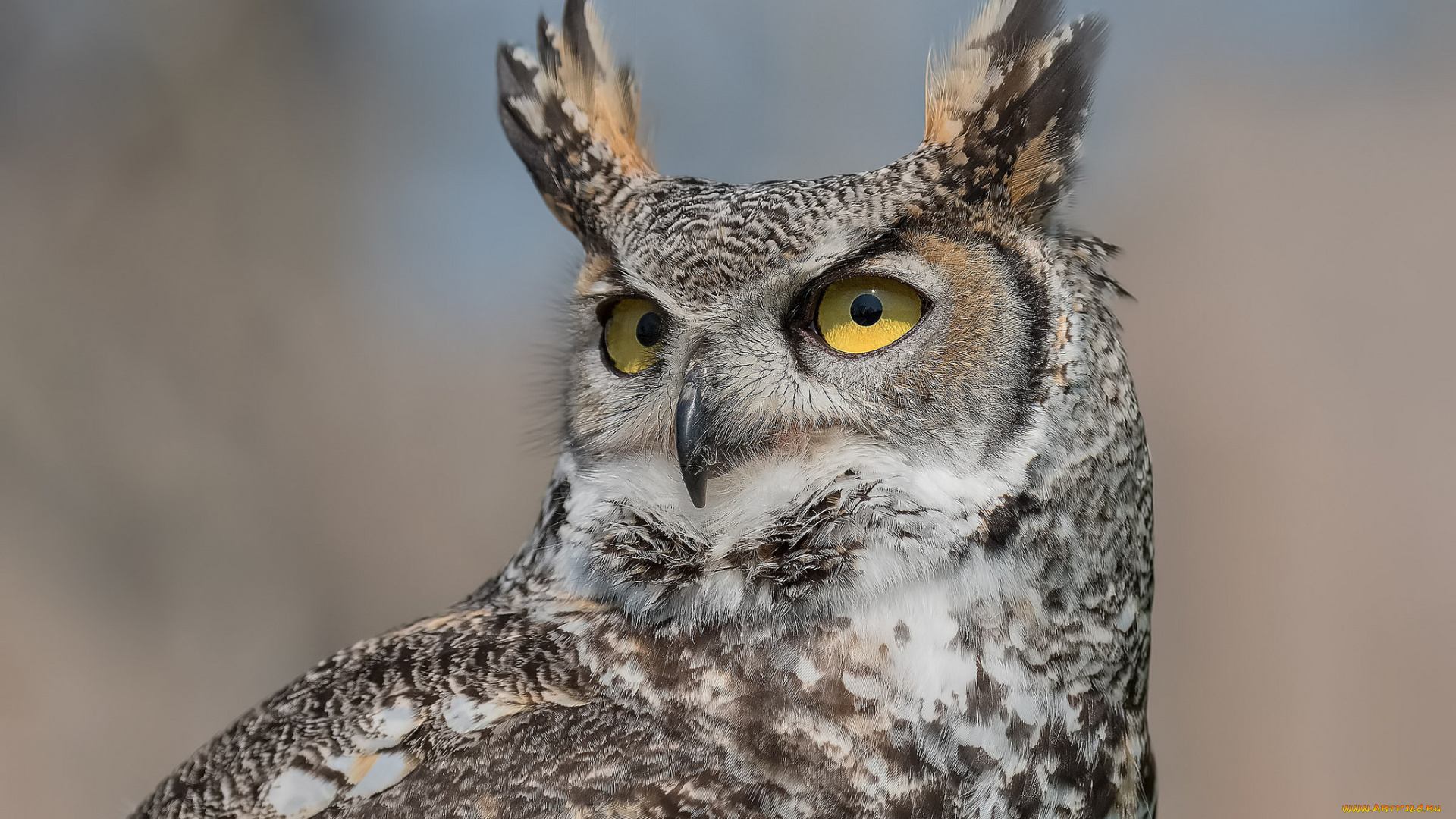 животные, совы, окрас, птица, перья, сова