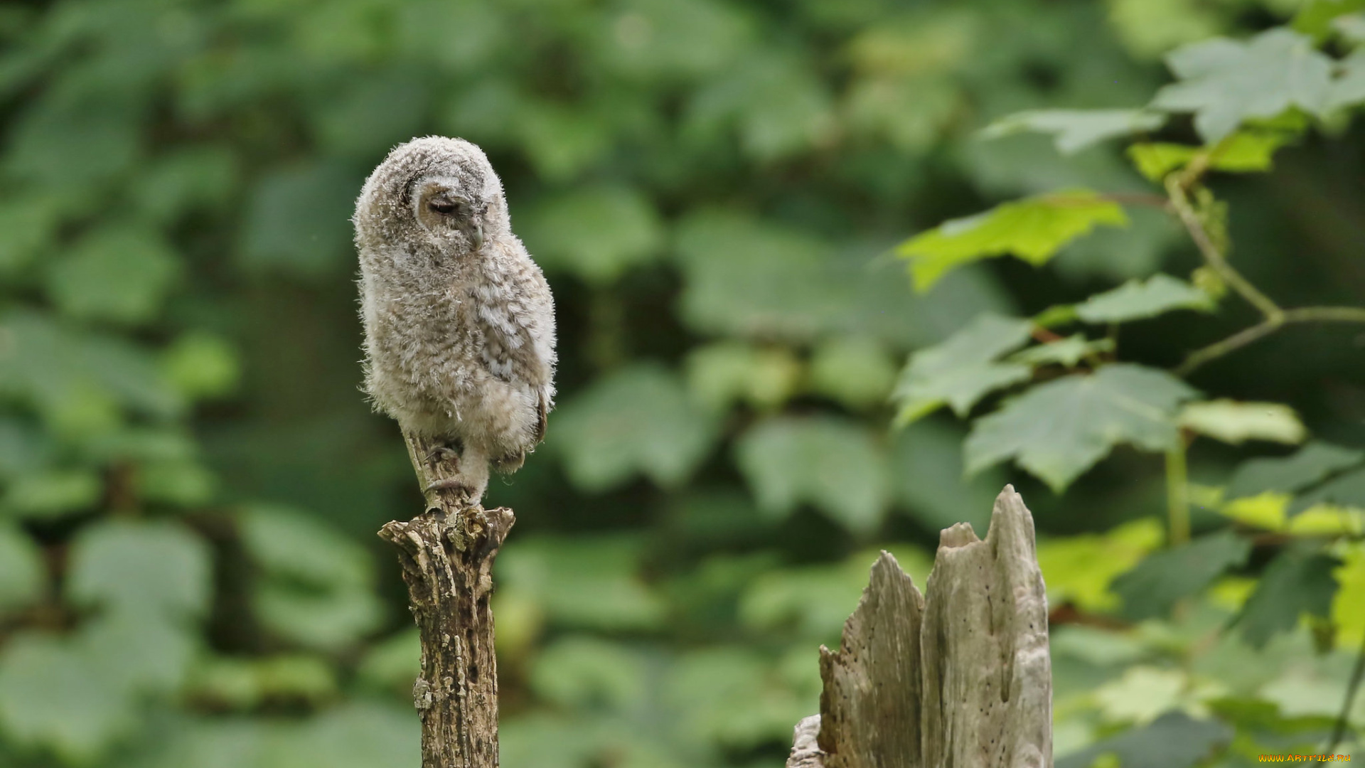 животные, совы, сова, перья, окрас, птица