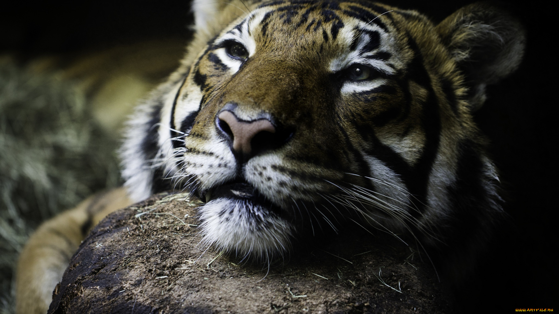 животные, тигры, глаза, тигр, дикая, кошка, морда, взгляд