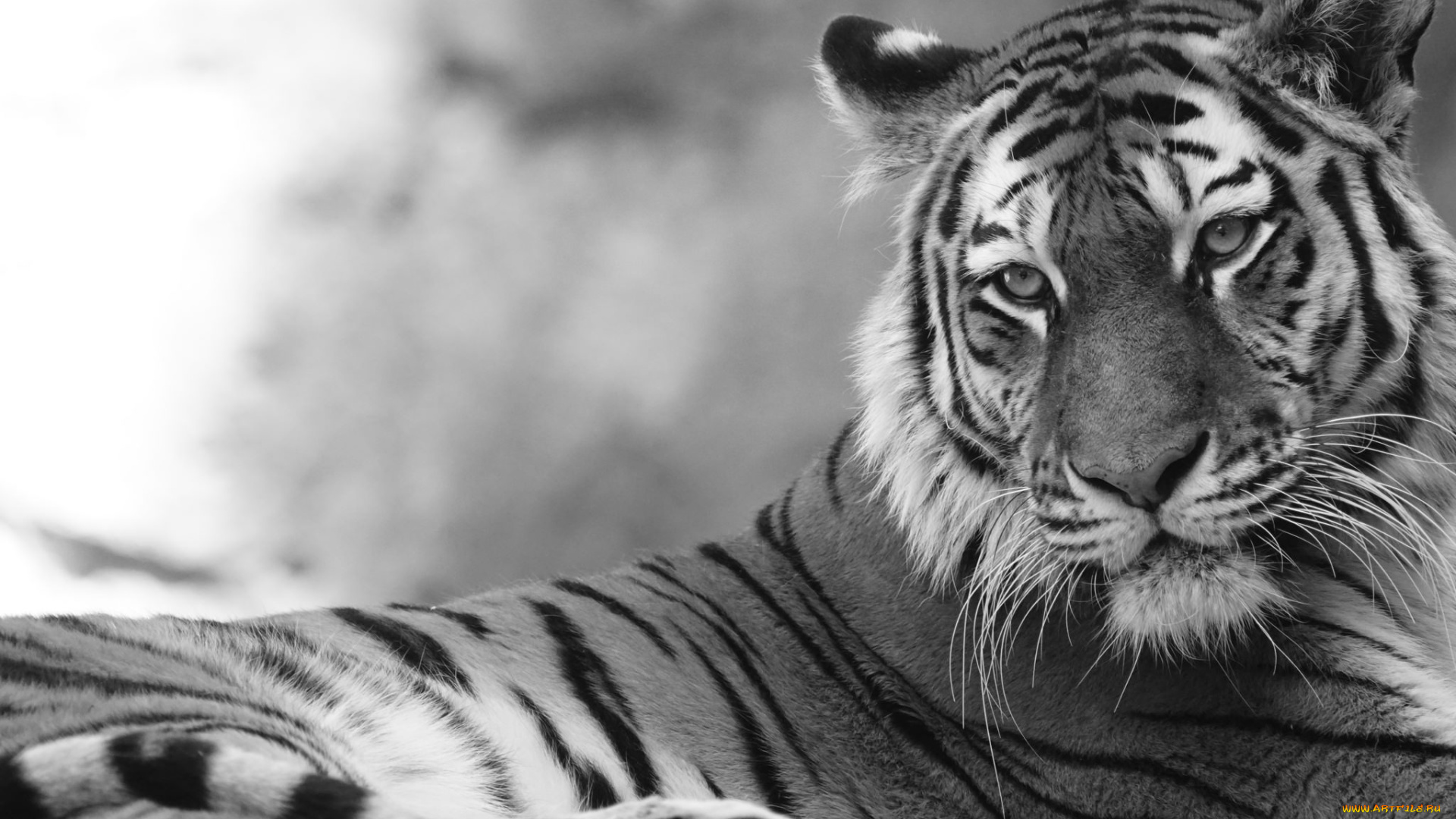 животные, тигры, отдых, камни, кошка, амурский, тигр