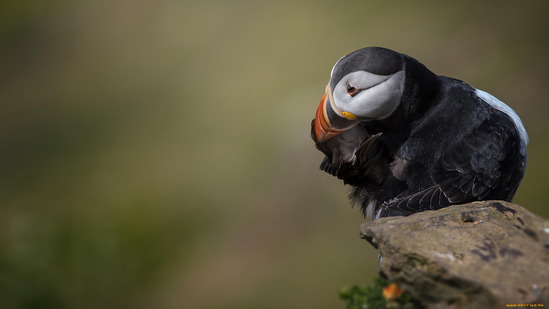 животные, тупики, окрас, птица, тупик