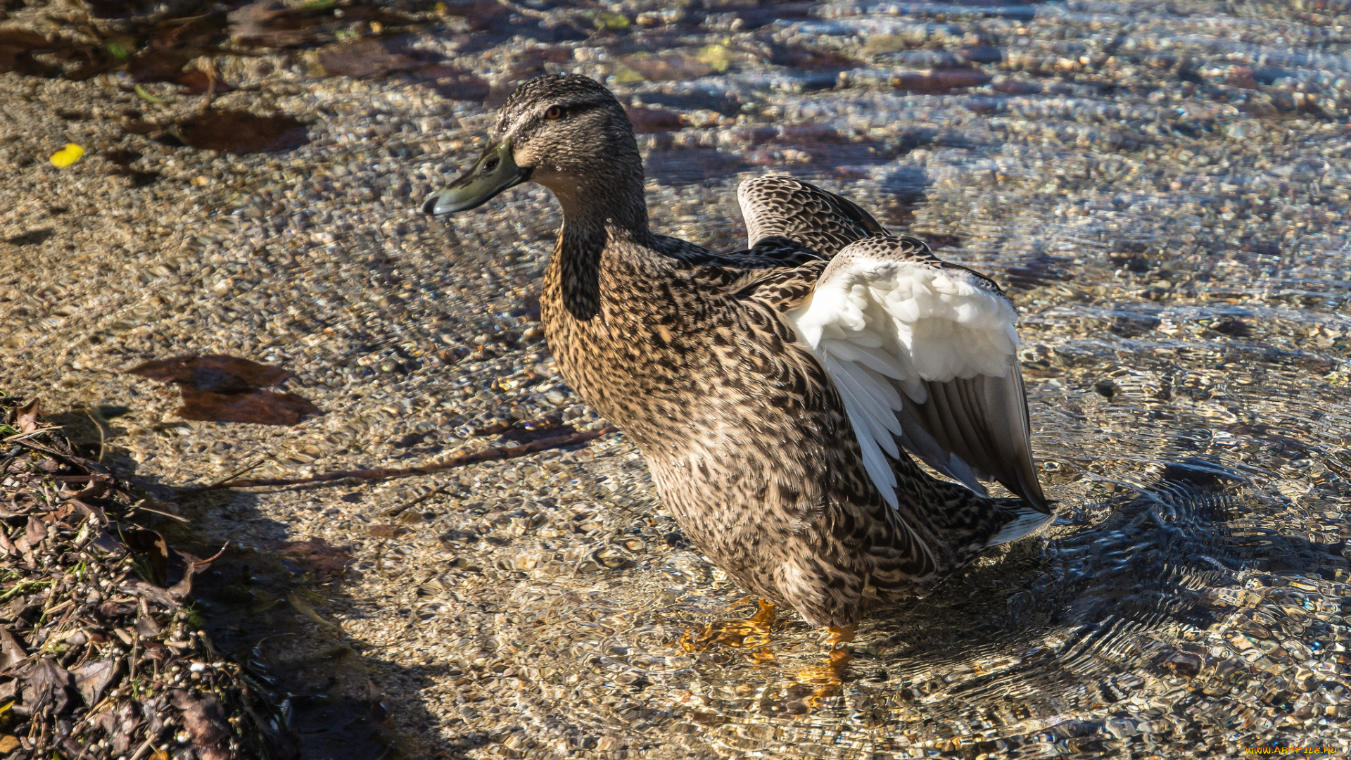 животные, утки, птичка