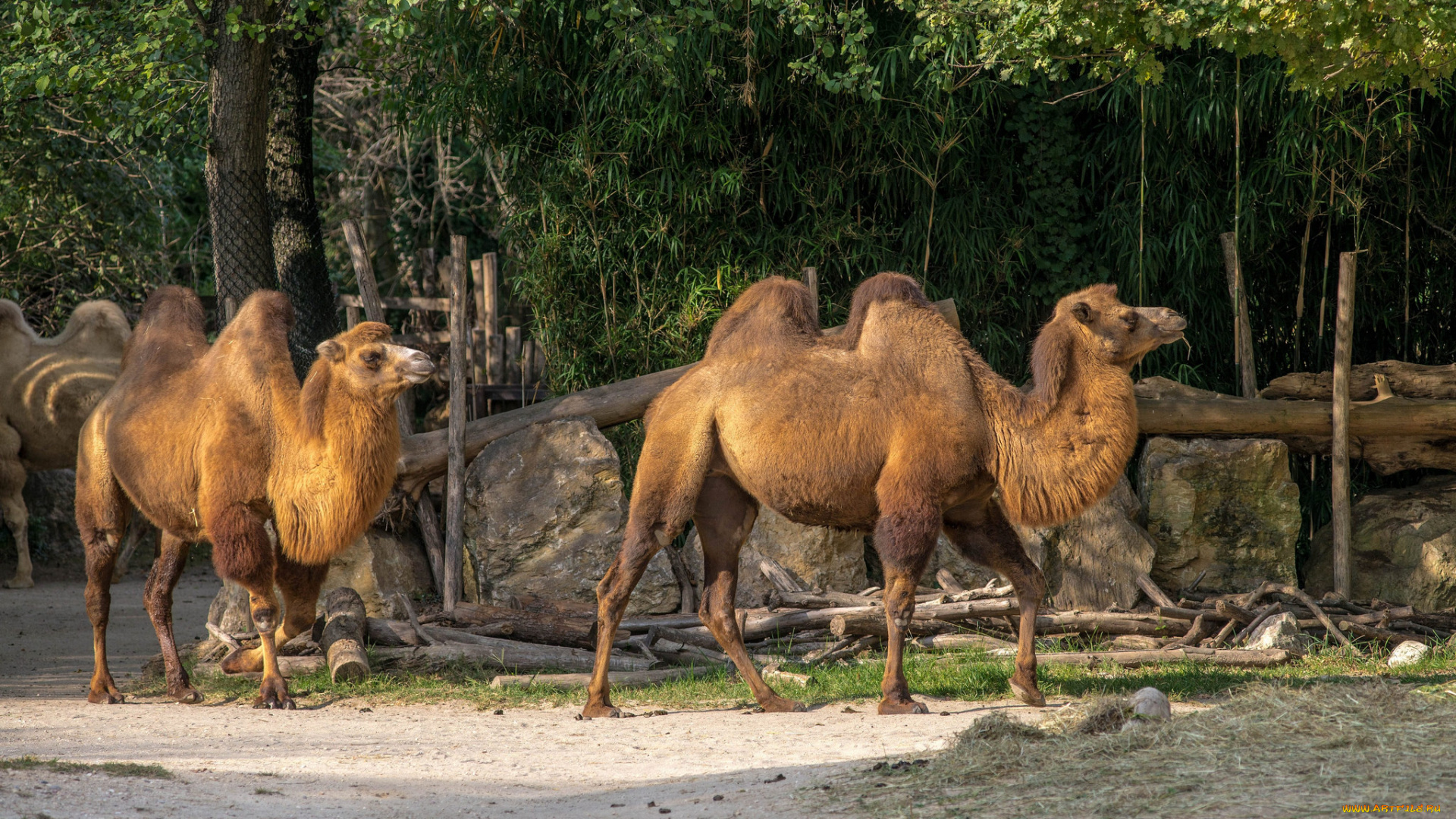 животные, верблюды, зоопарк