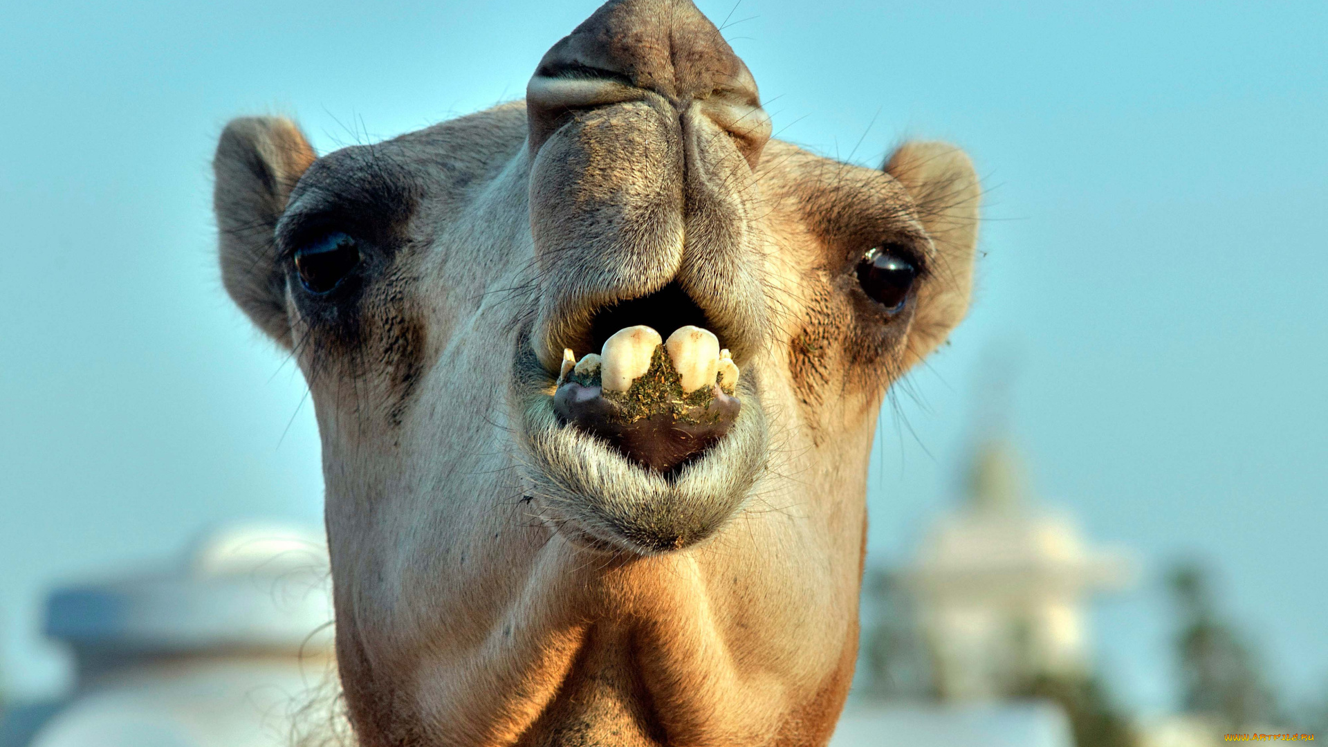 животные, верблюды, зубы, голова, верблюд