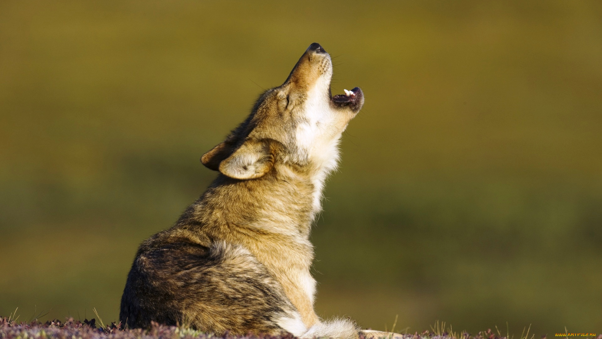 животные, волки, , койоты, , шакалы, вой, волк