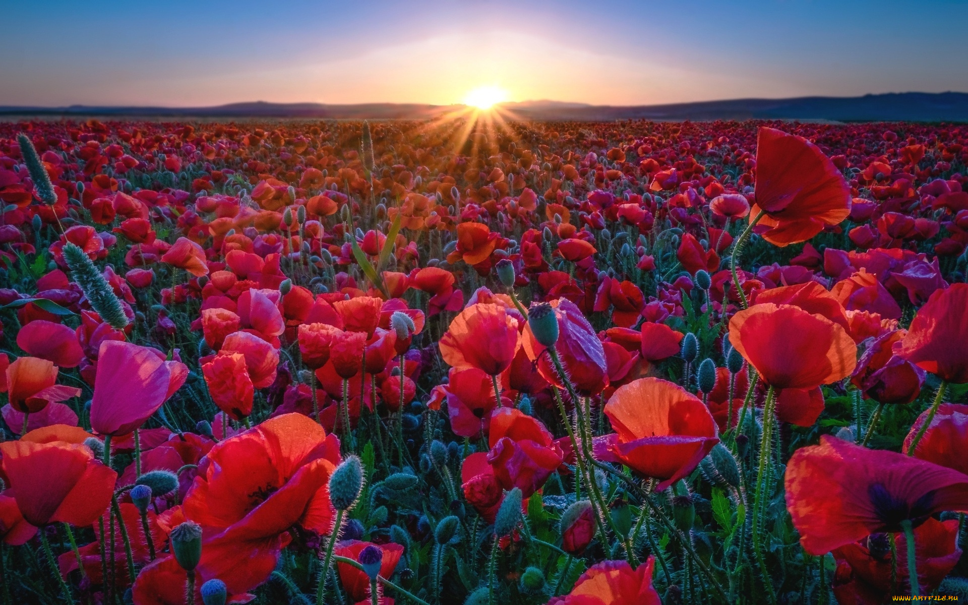 цветы, маки, красные, лепестки, солнце