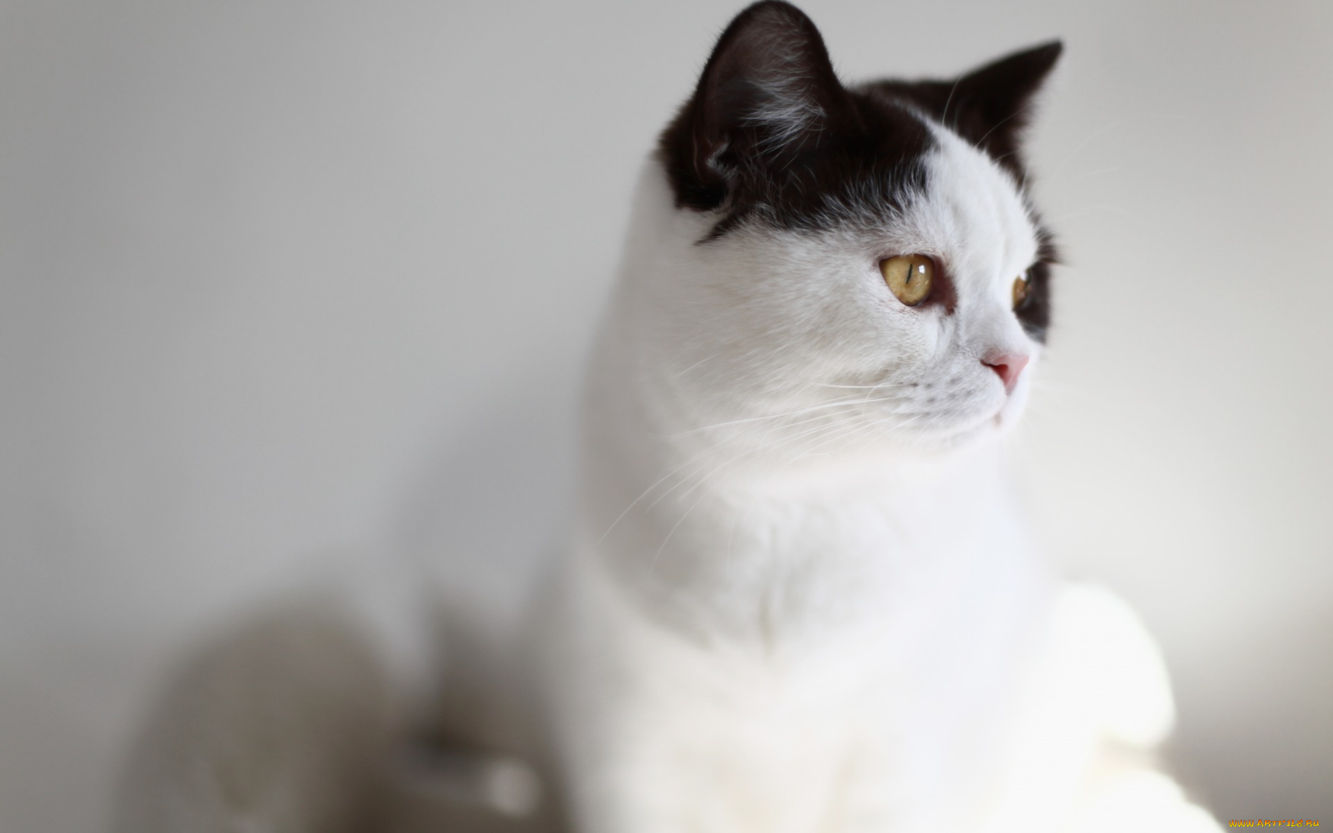 животные, коты, анфас, морда