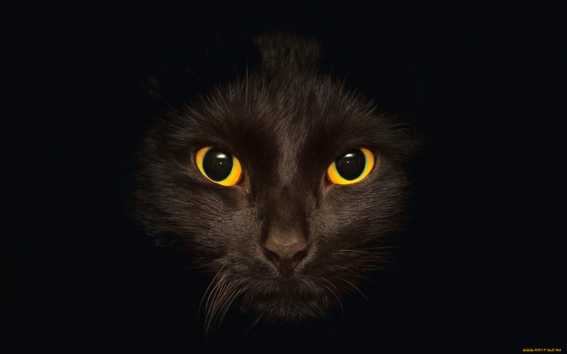 животные, коты, глаза, морда, черный, фон, профиль