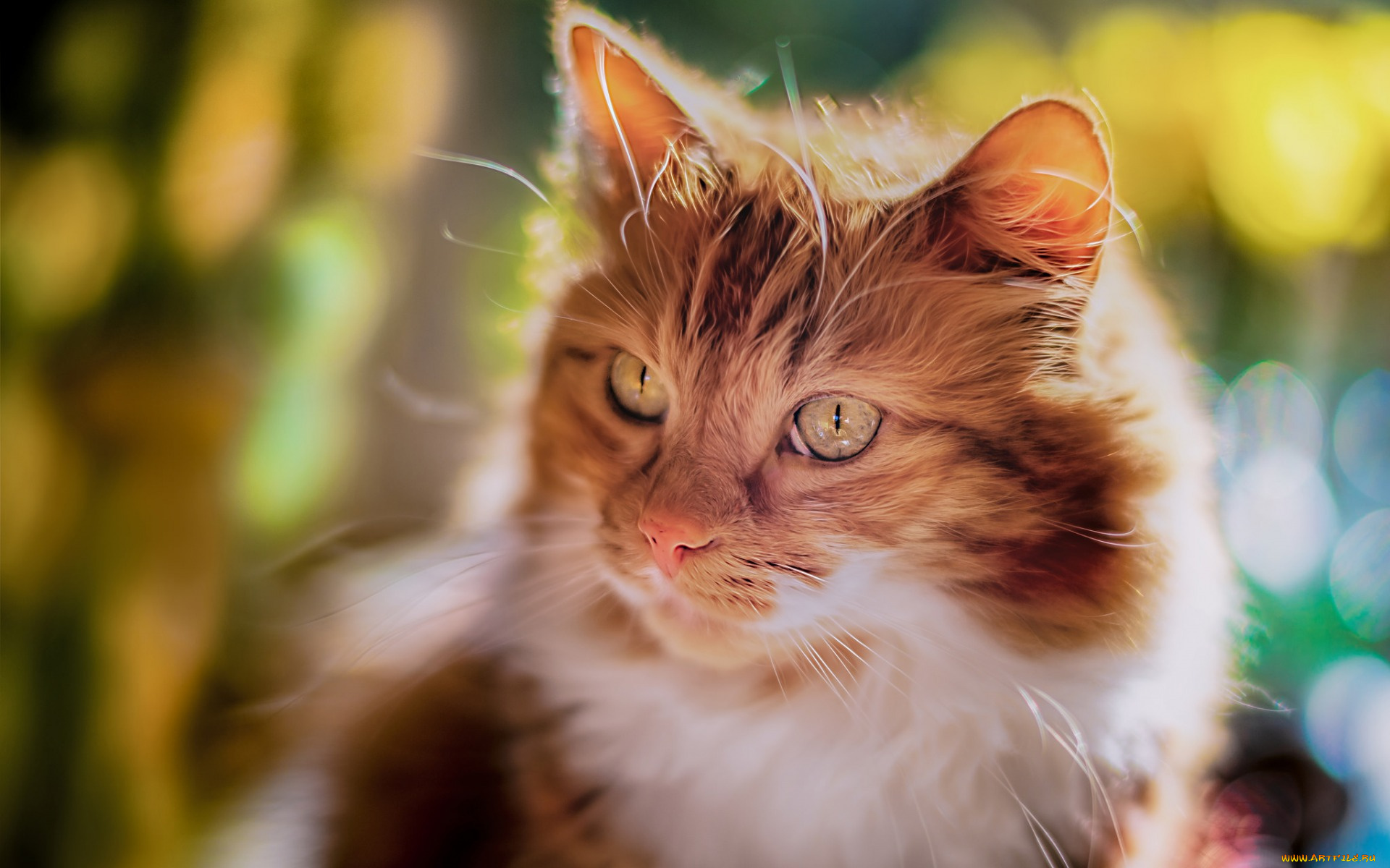 животные, коты, морда