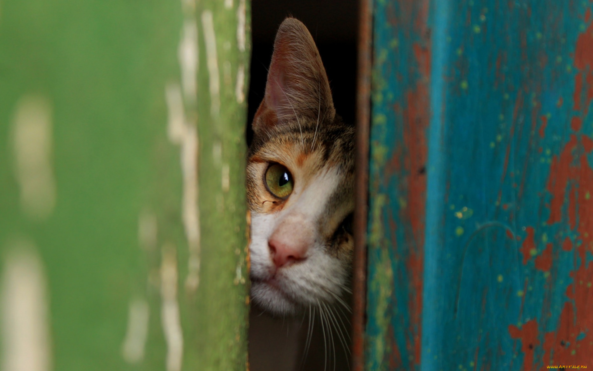 животные, коты, морда