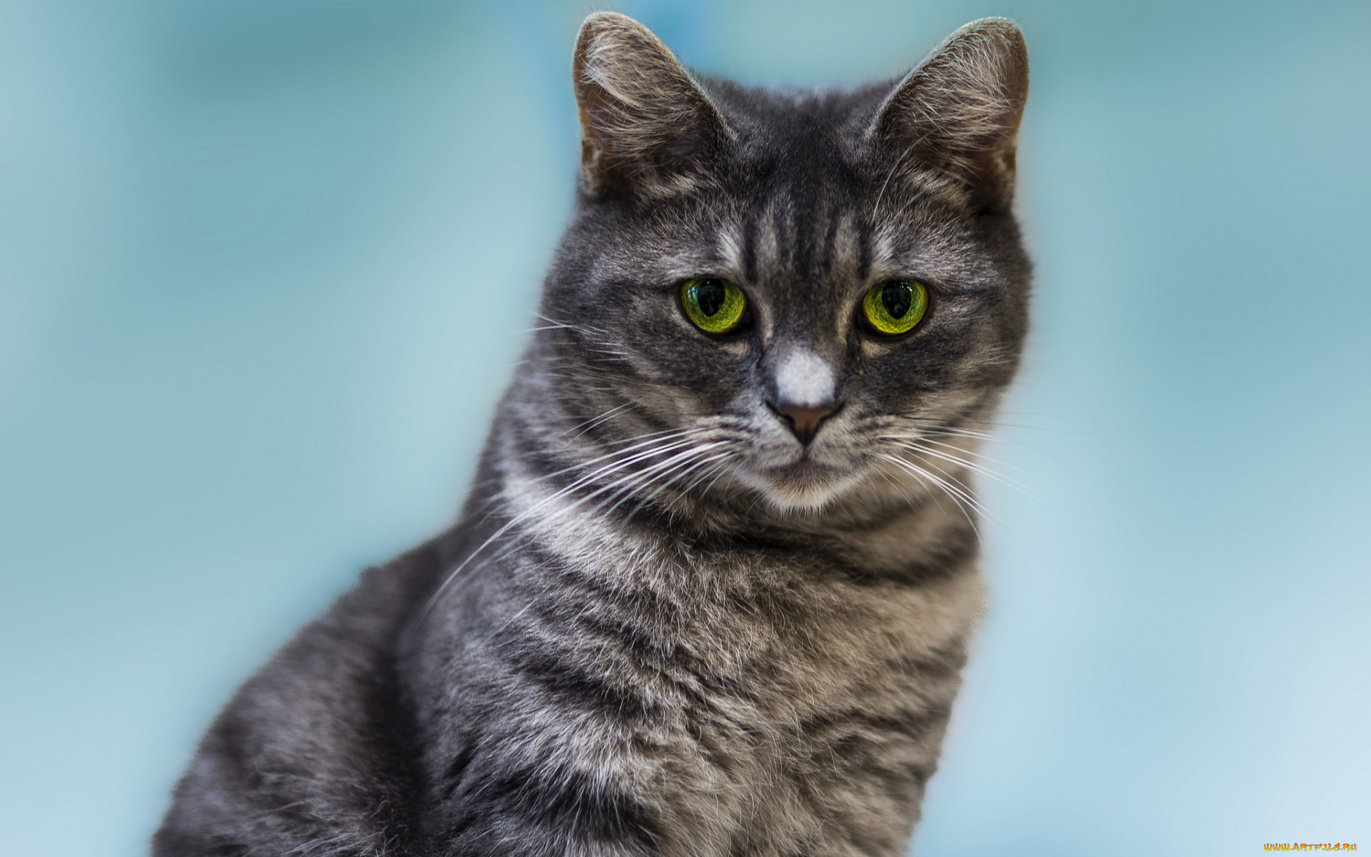 животные, коты, профиль, голубой, фон