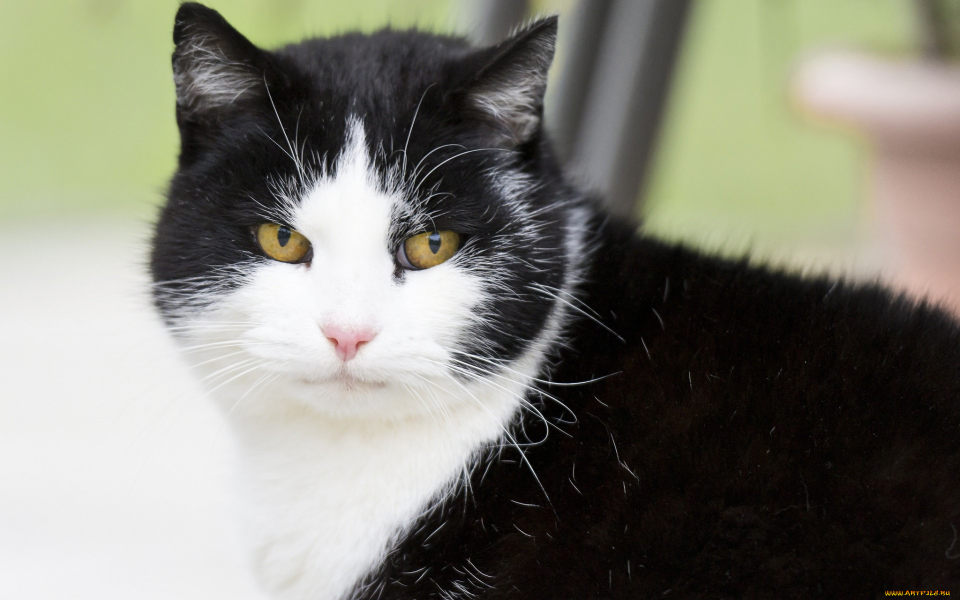 животные, коты, взгляд, морда