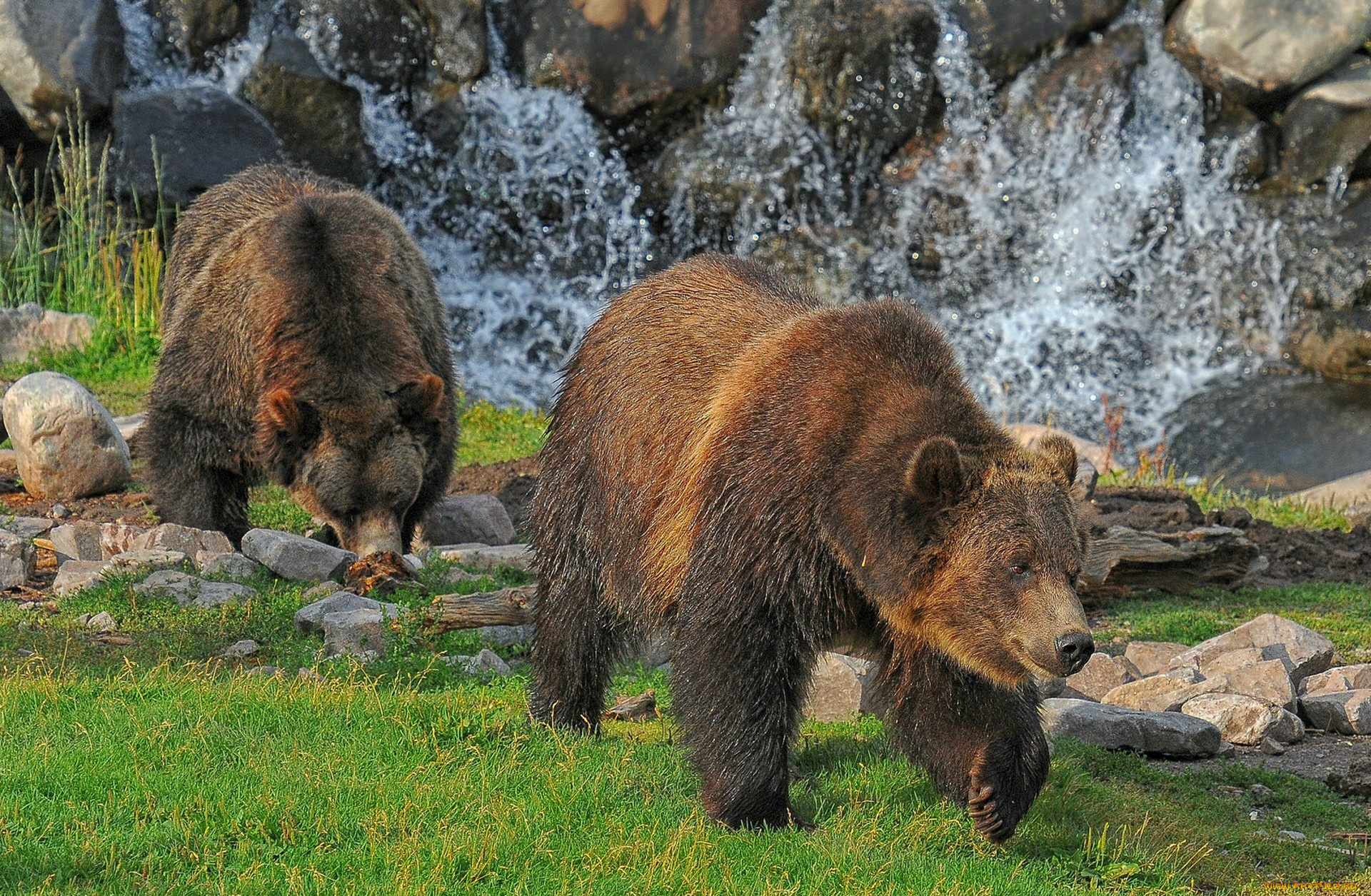животные, медведи, косолапый