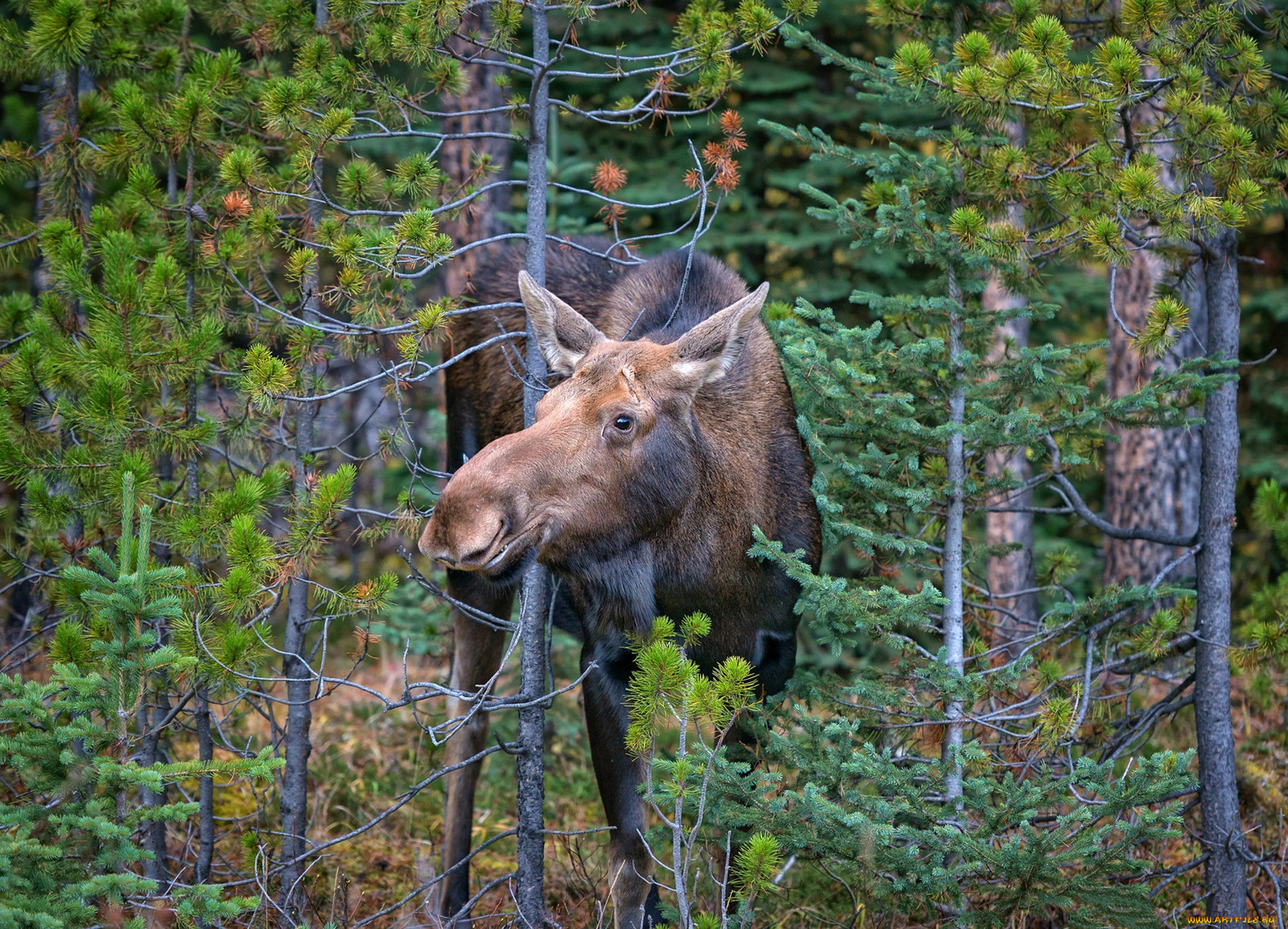 животные, лоси, сохатый