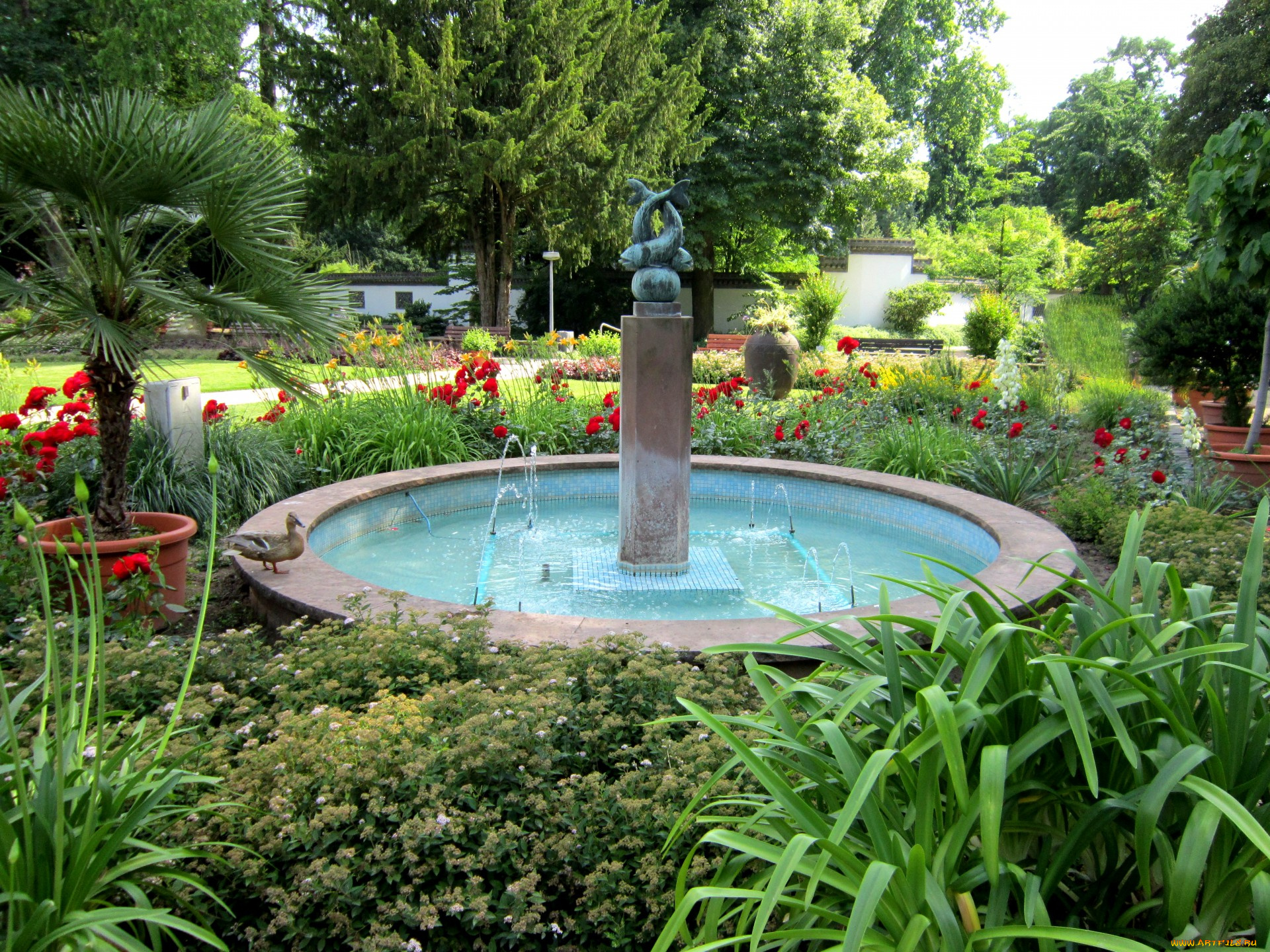 природа, парк, пальмы, клумбы, фонтан